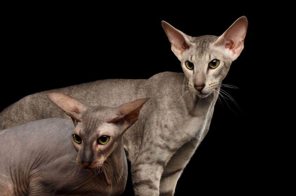 peterbald