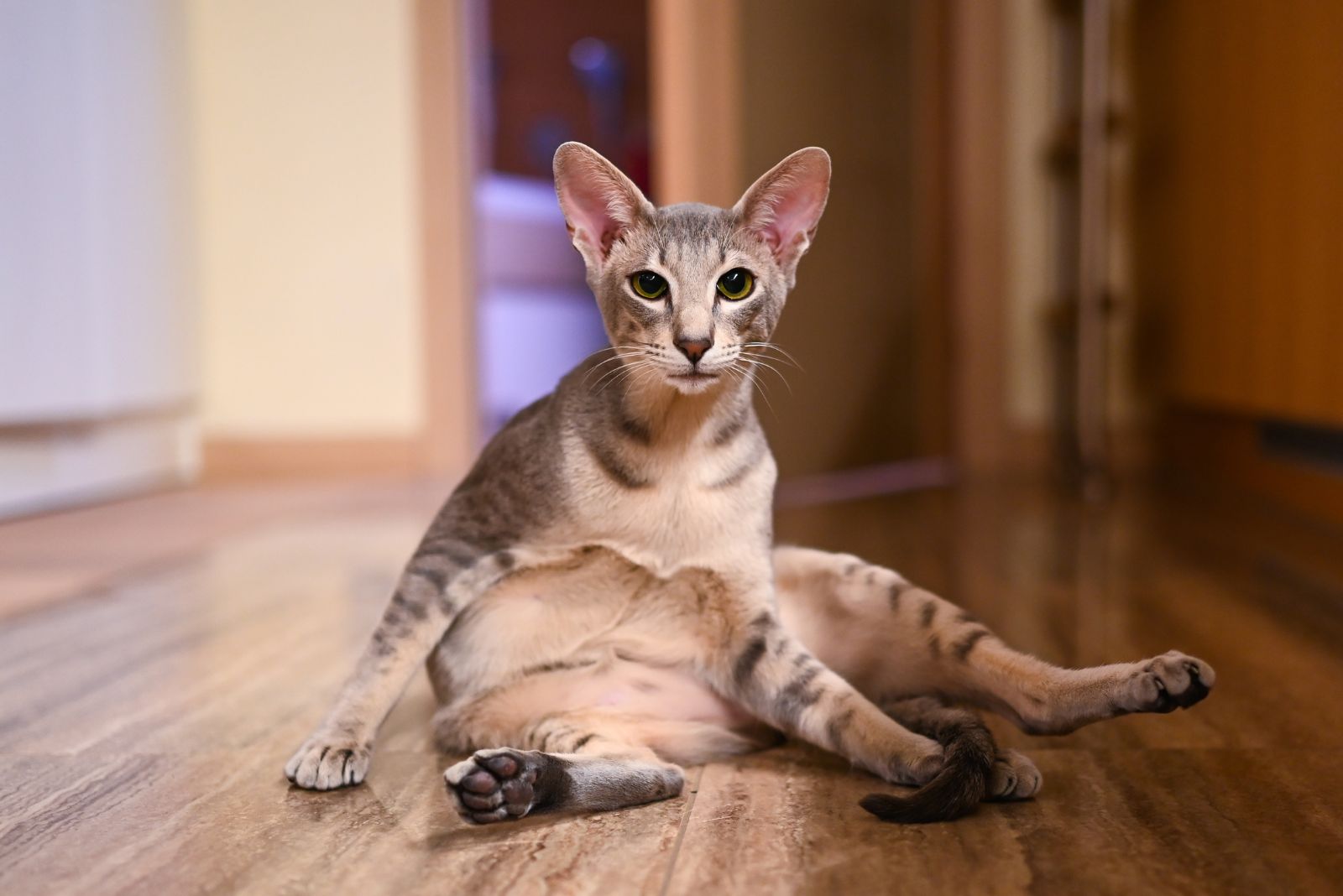 peterbald cat