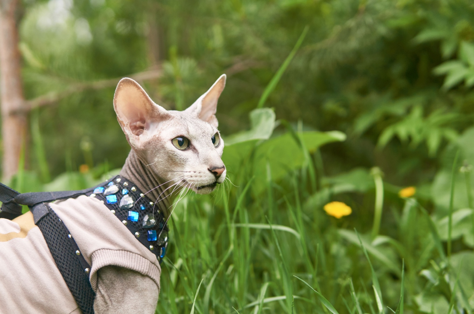 peterbald cat