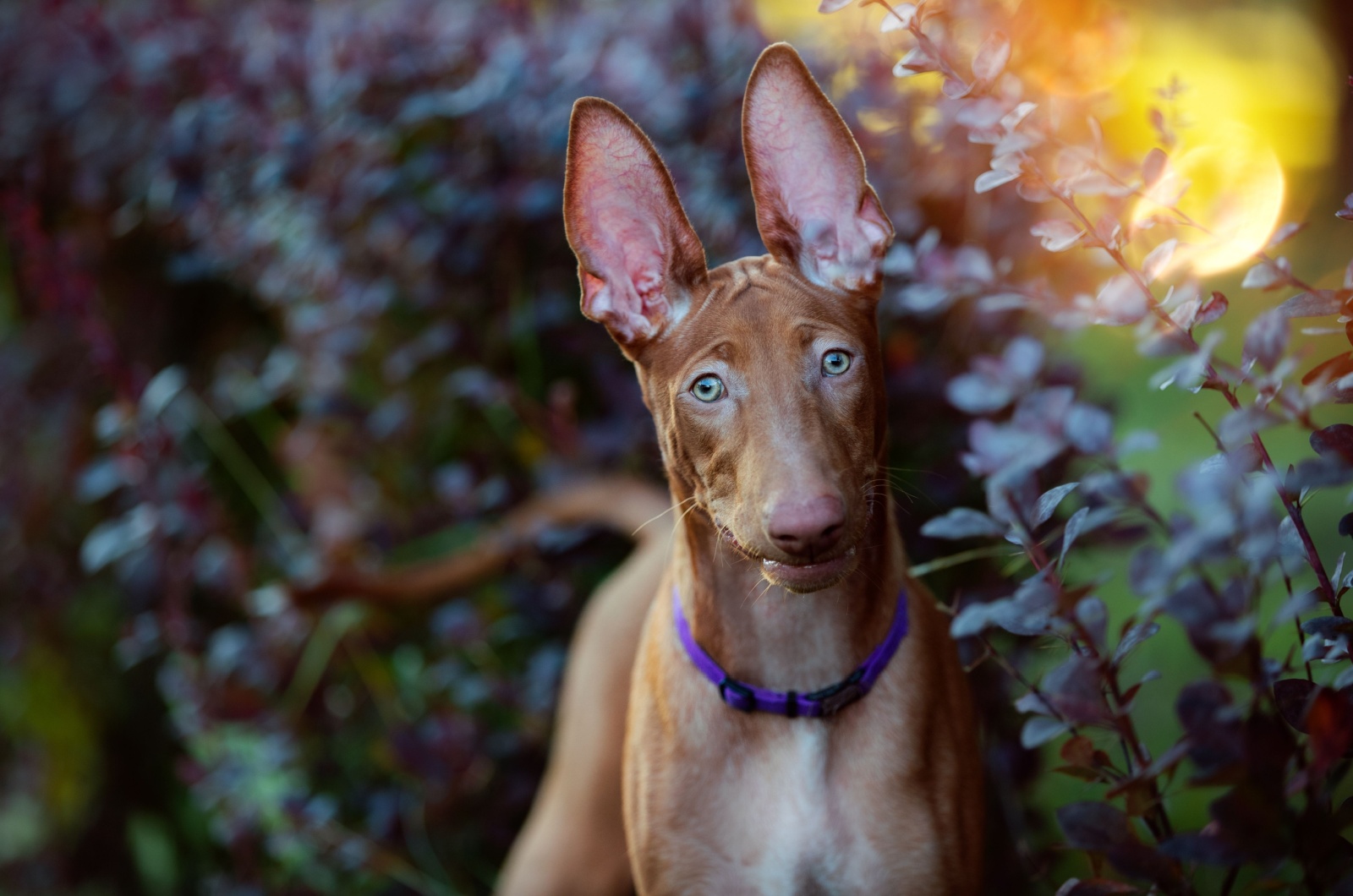 pharaoh hound