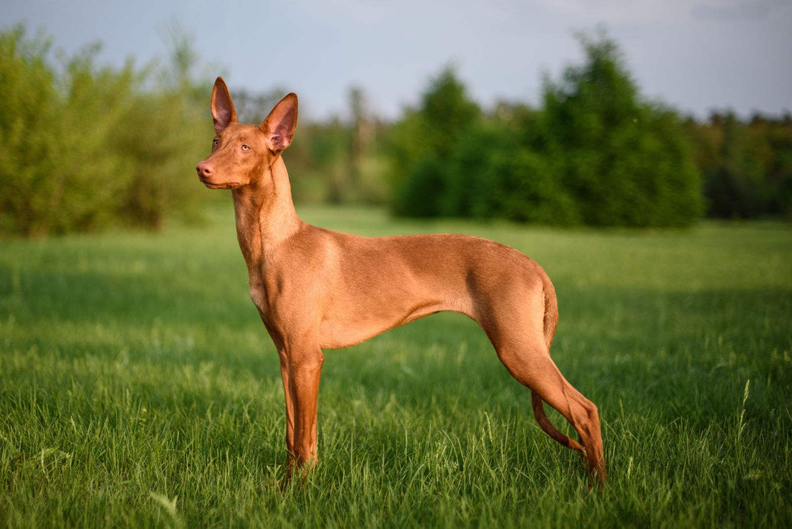 pharaoh hound15 Remarkable Hound Dog Breeds That Are Sure To Steal Your Heart