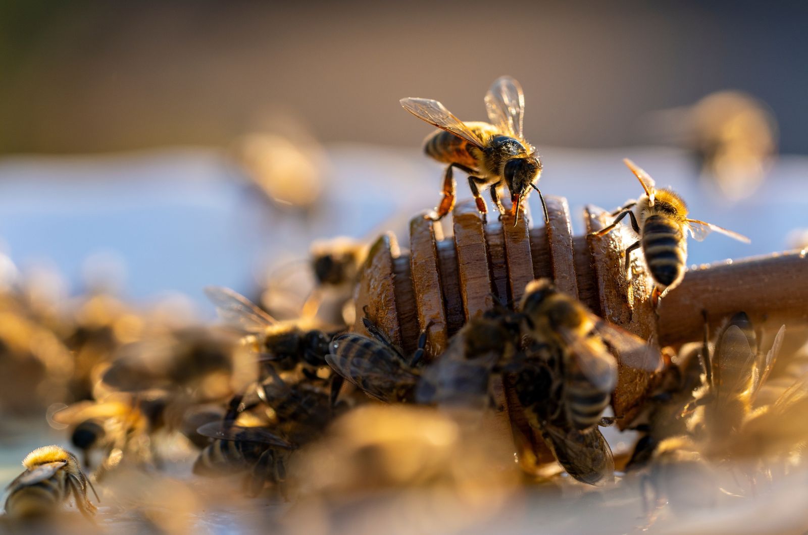 photo of bees