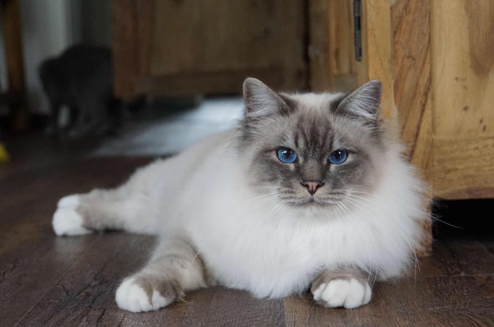 photo of birman cat lying