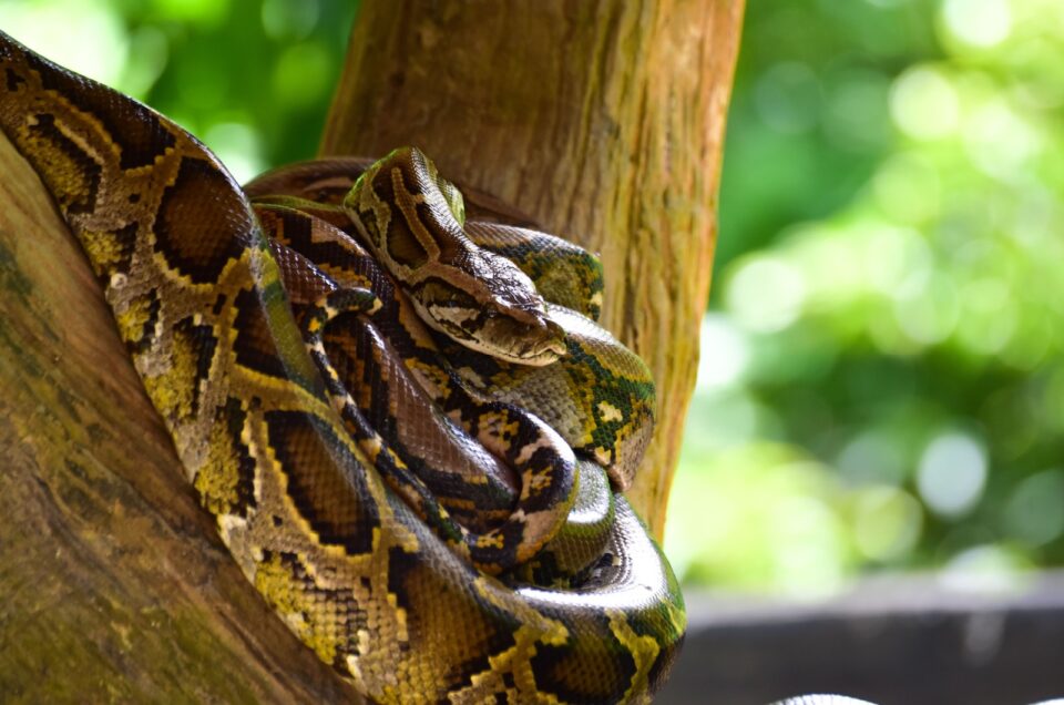 10 Sleepiest Animals Ranked From Least To Most Sleepy