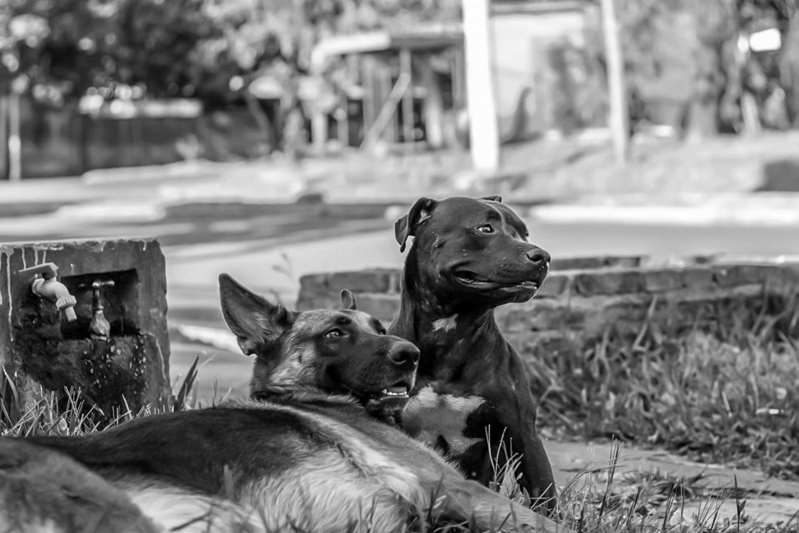 pitbull and gsd