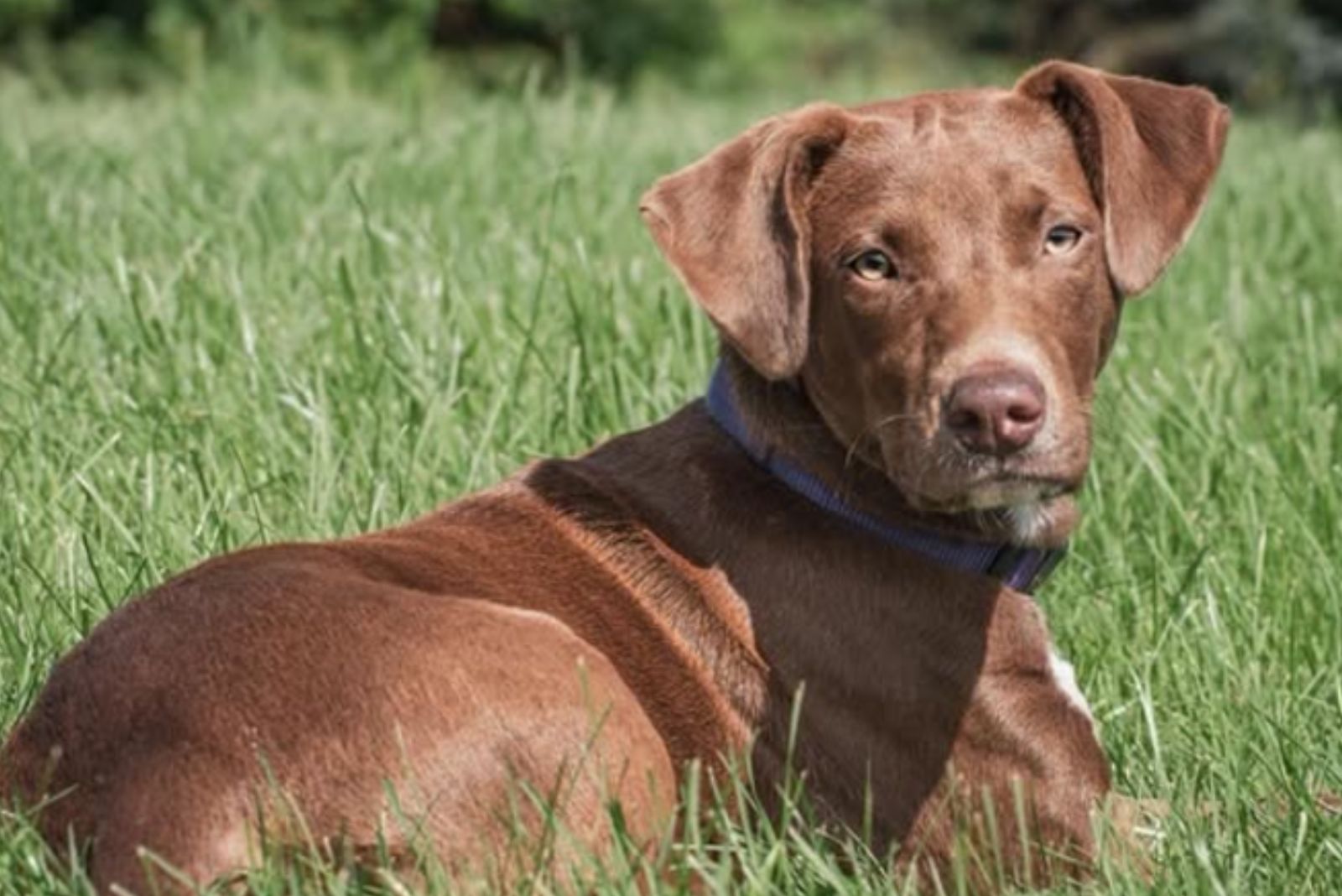 pitbull vizsla