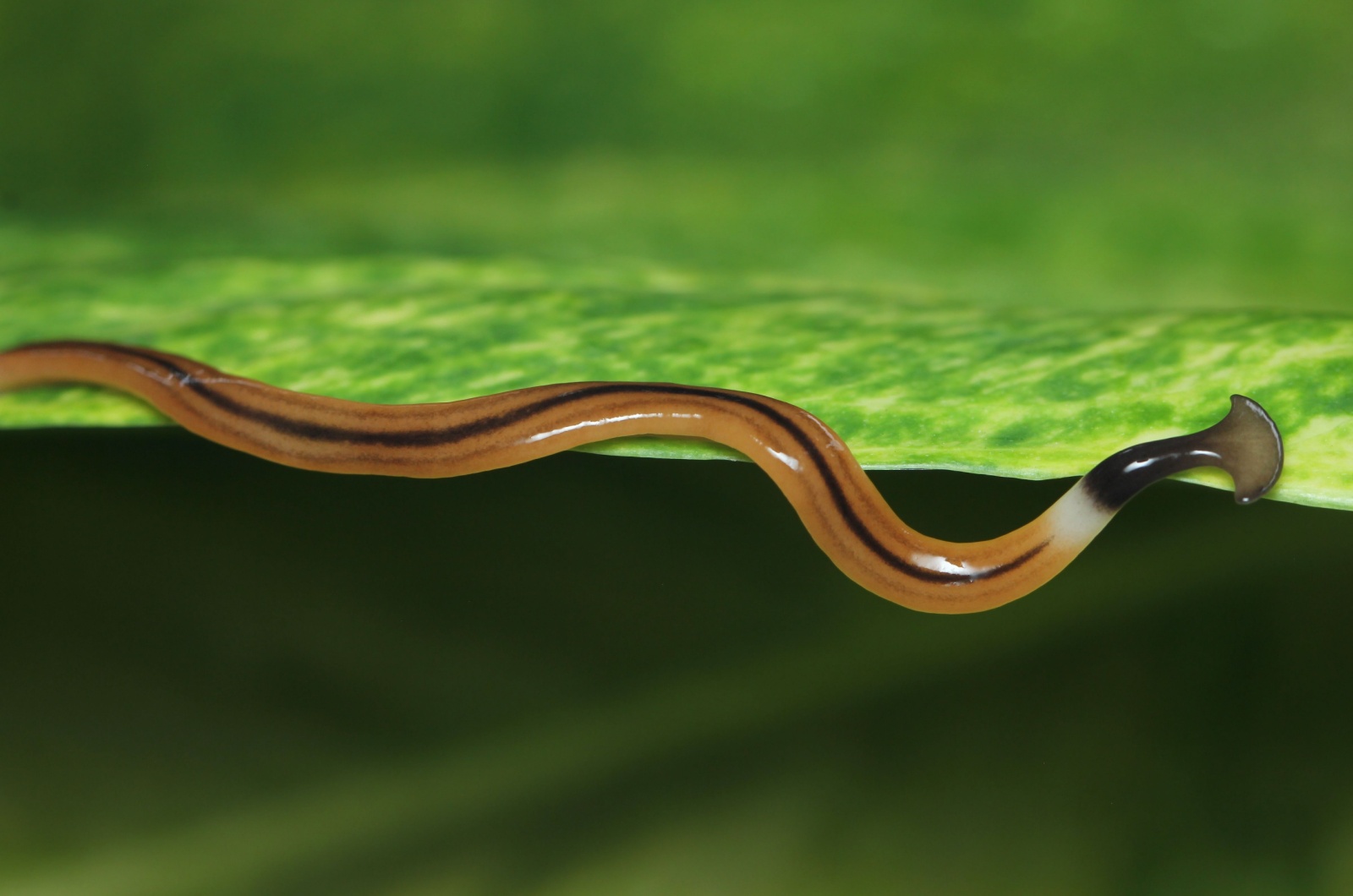 planarian flatworm