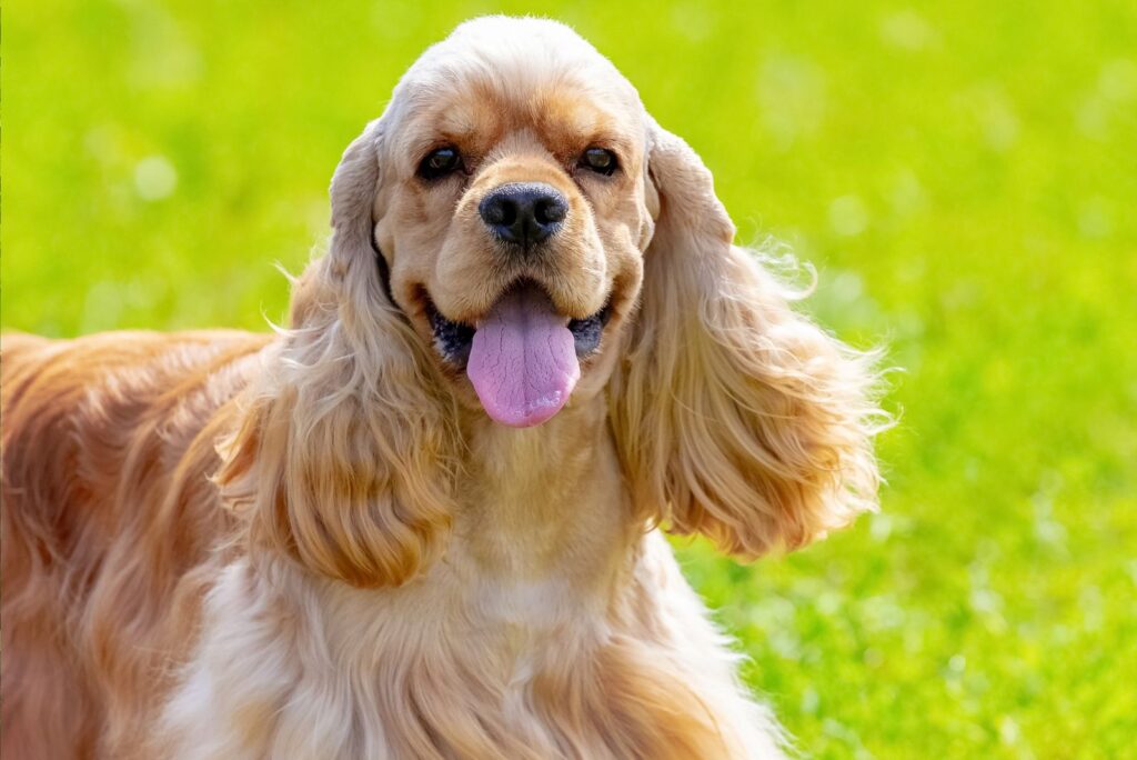 playful American Cocker Spaniel