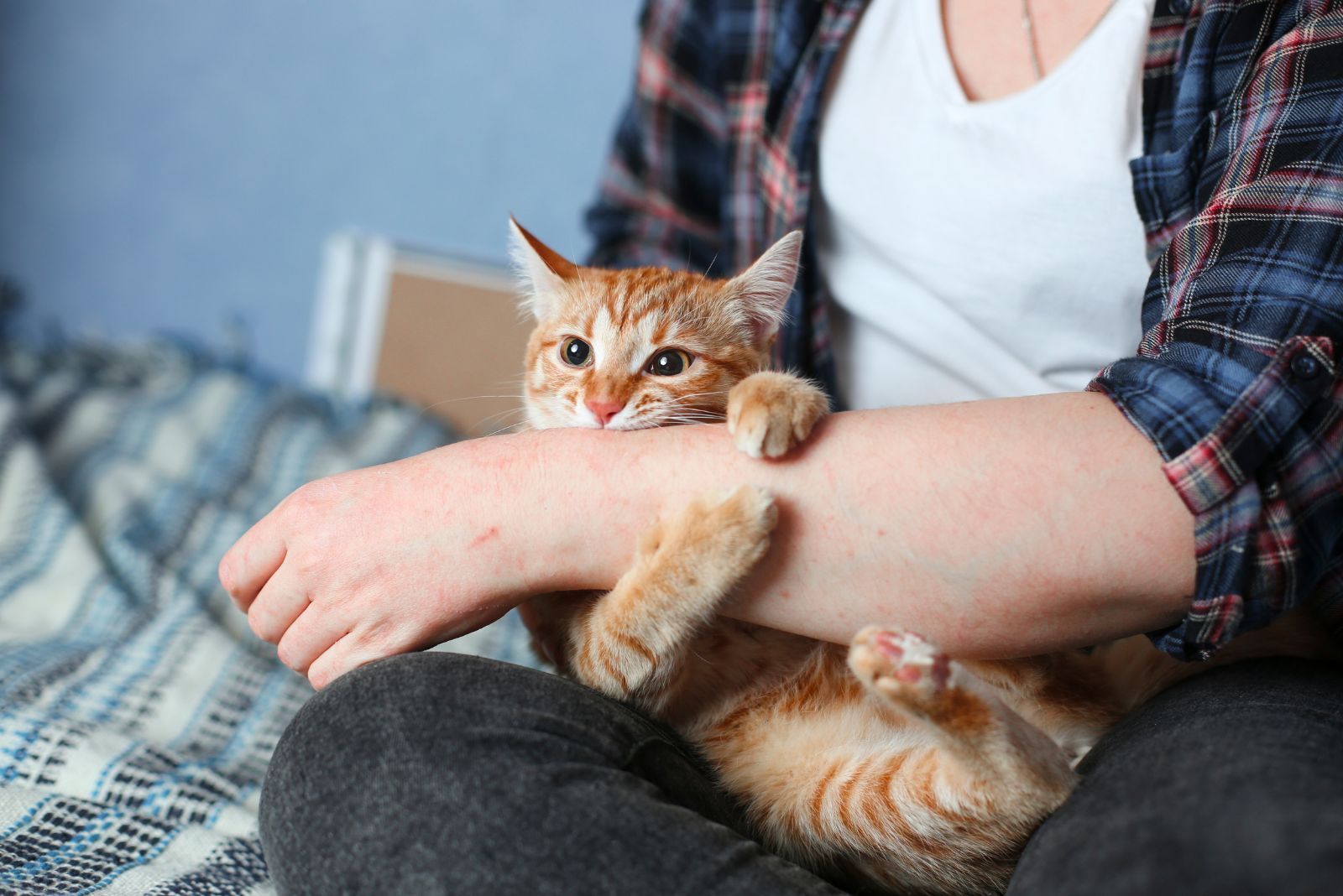 playful cat grabs and bites hand