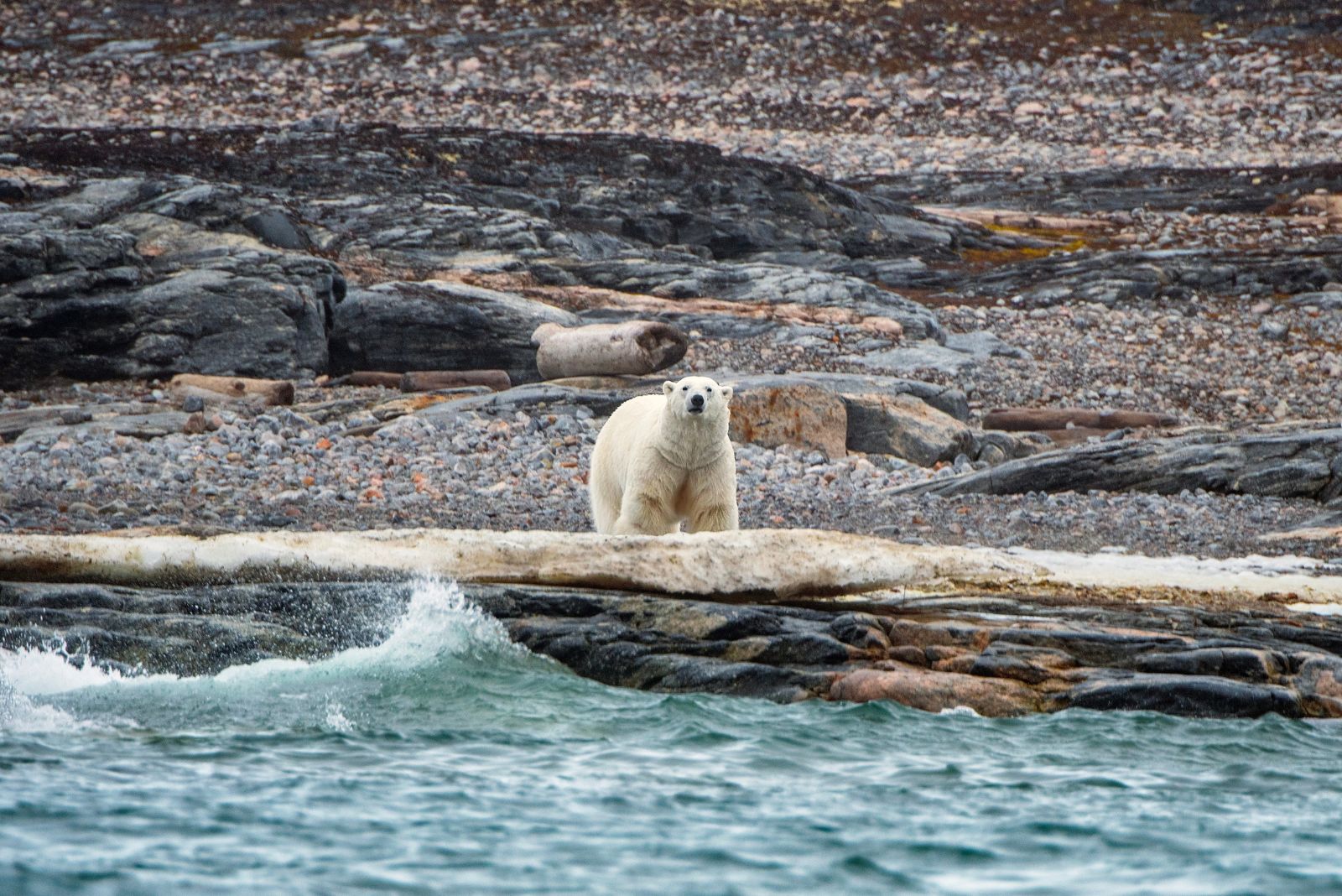 polar bear