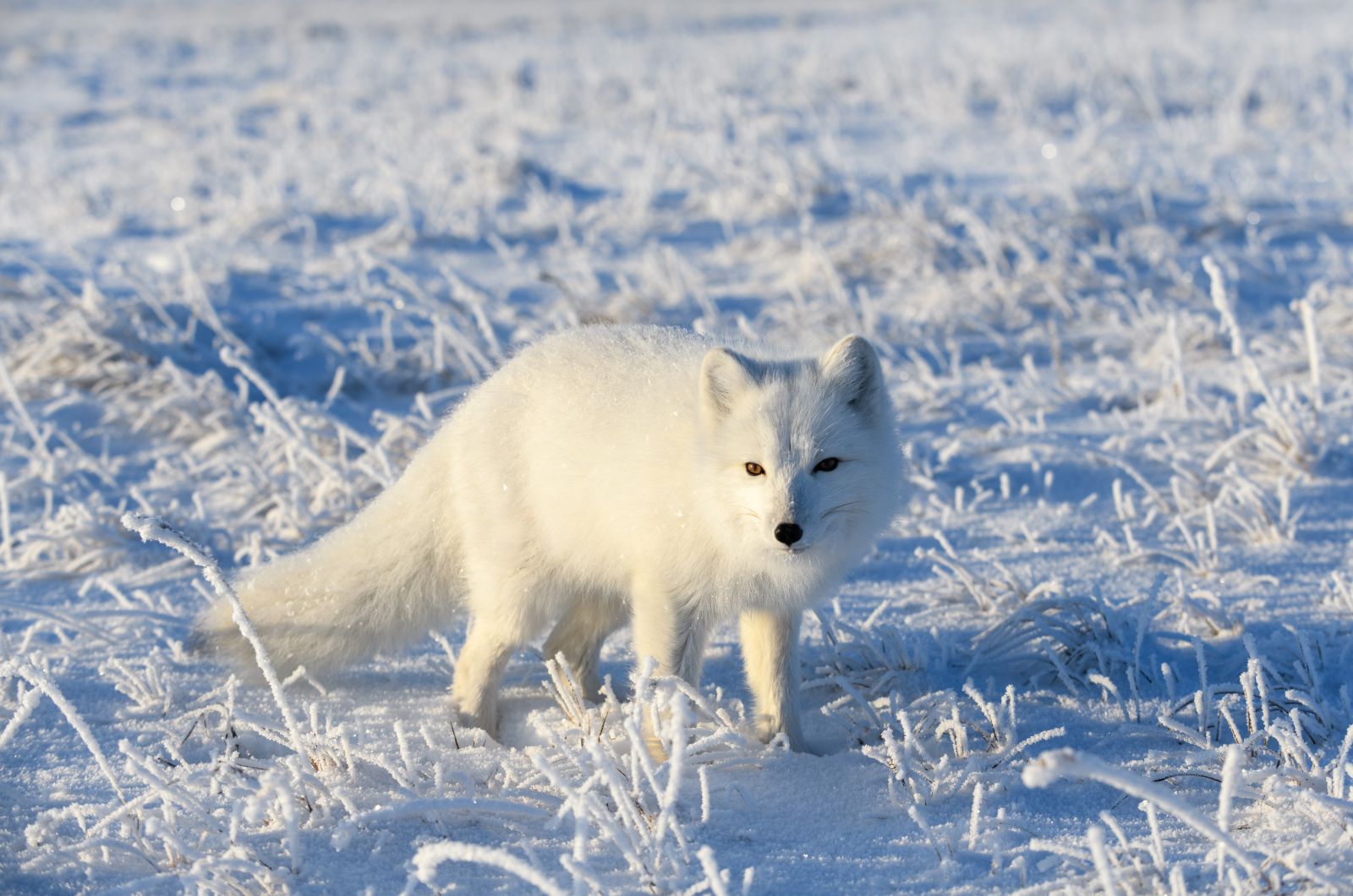 polar fox in snow