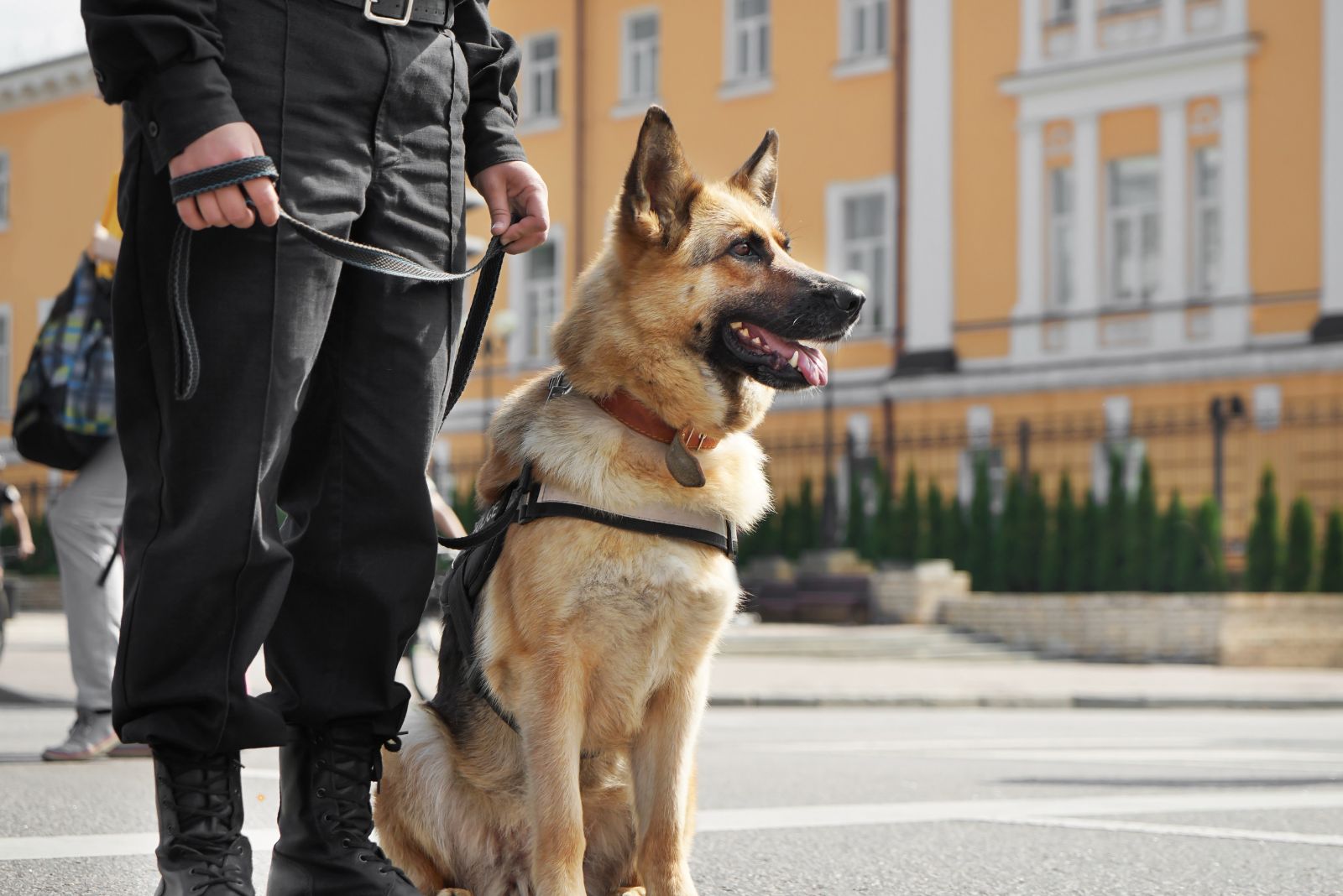 policeman and german shepherd