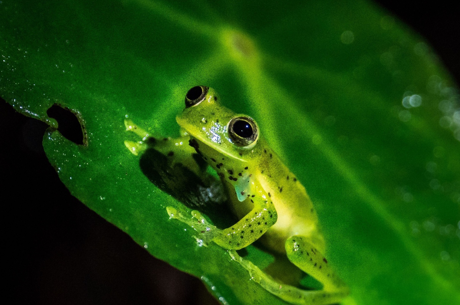 polka dot frog