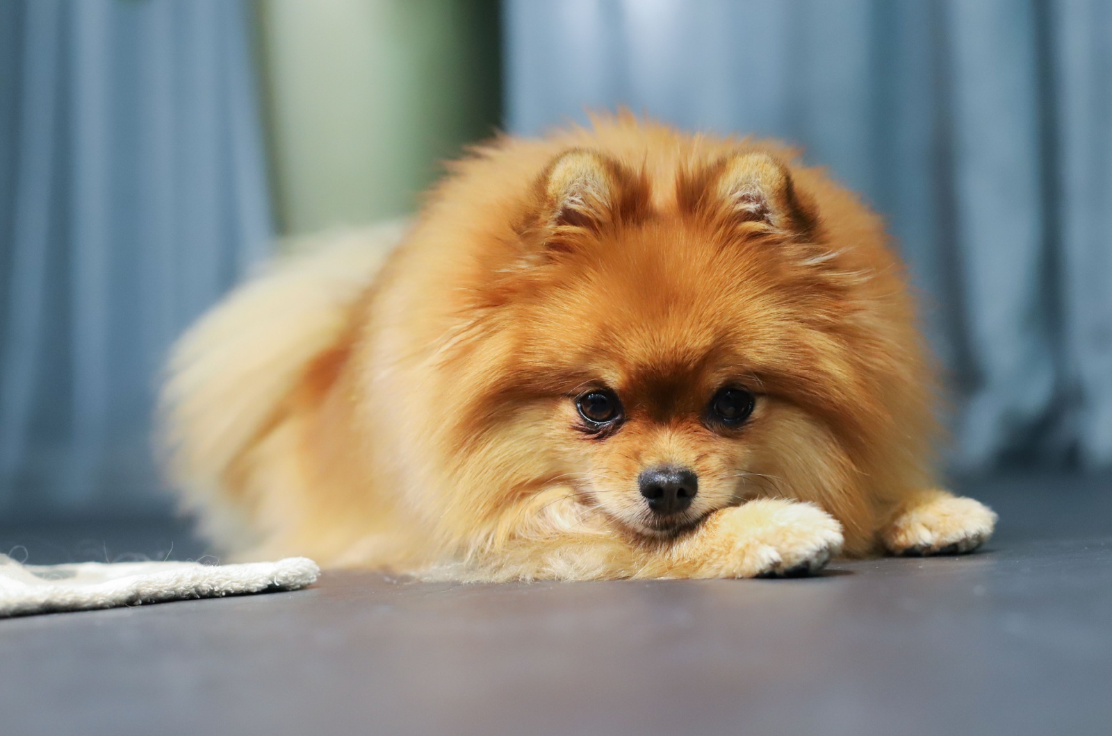 pomeranian dog