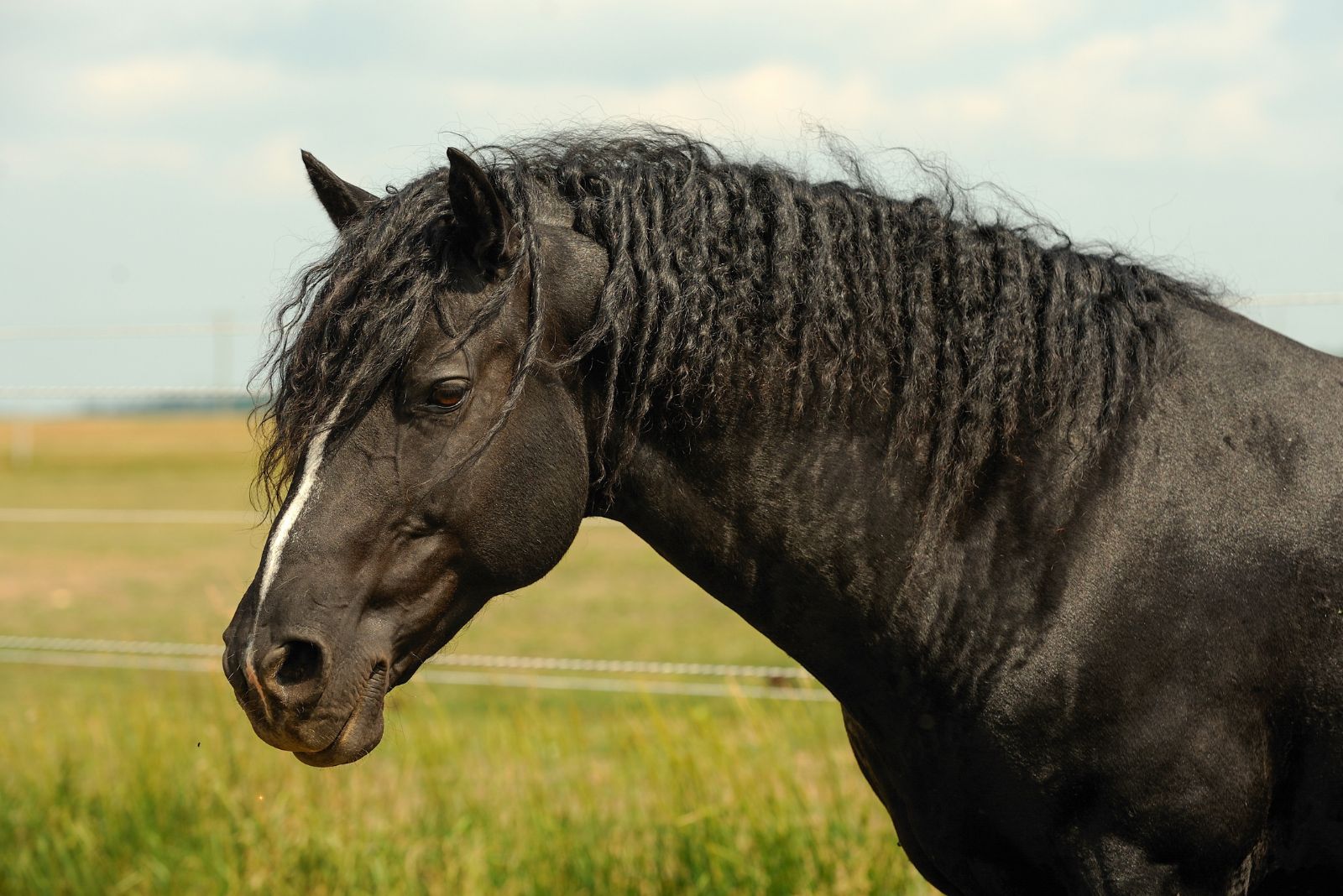 portrait of Bashkir curly Horse