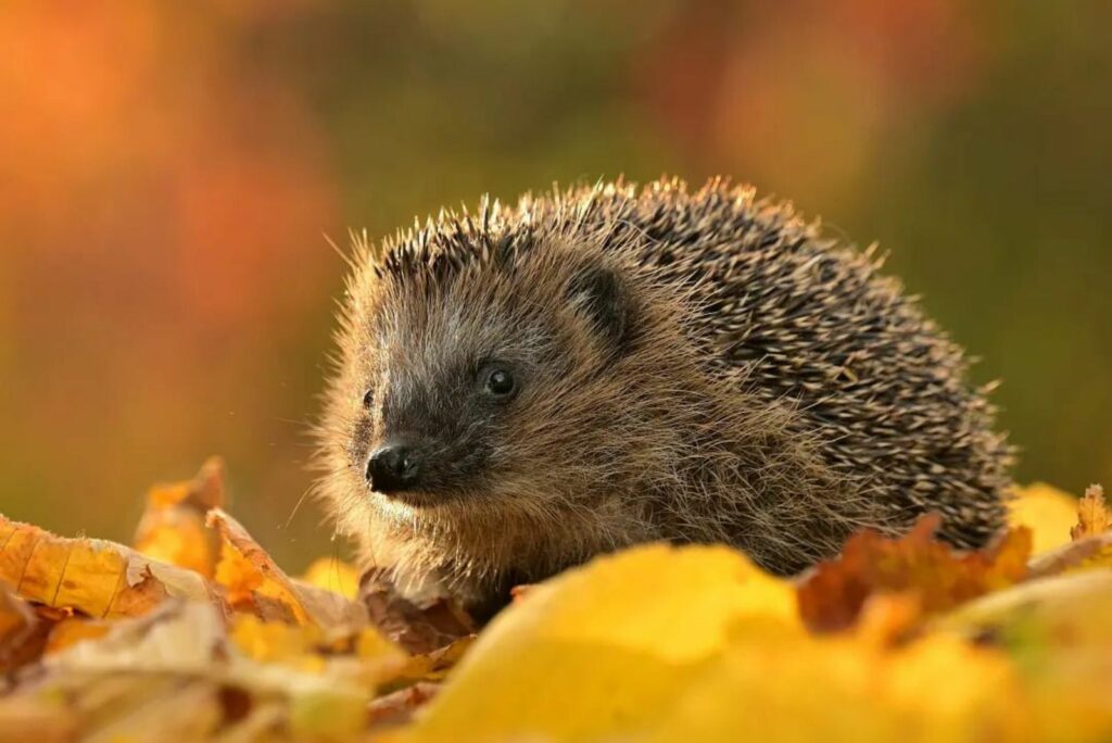 portrait of a beautiful hedgehog