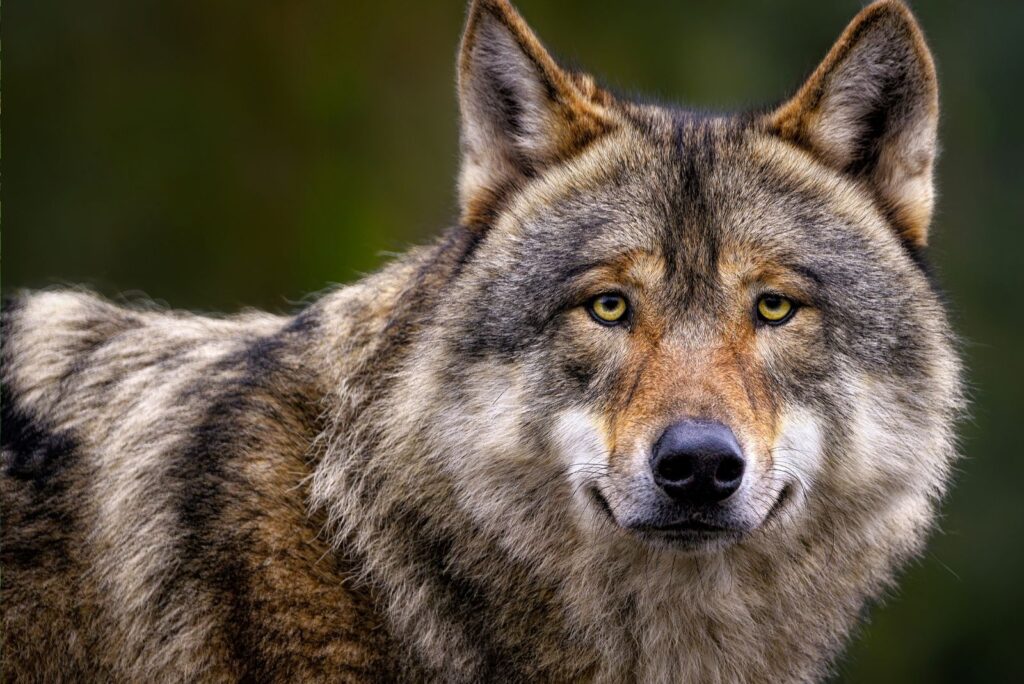 portrait of a gray wolf