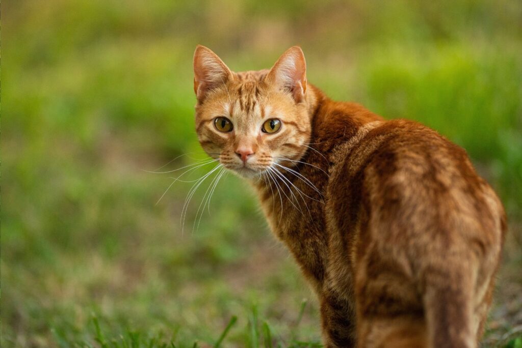 portrait of an orange cat