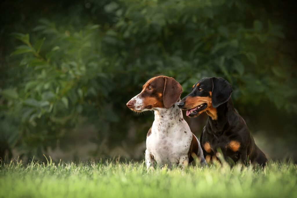 portrait of two Dachshunds