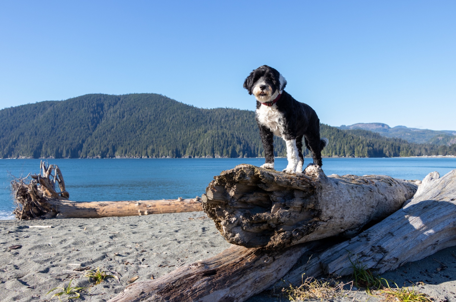 portuguese water dog