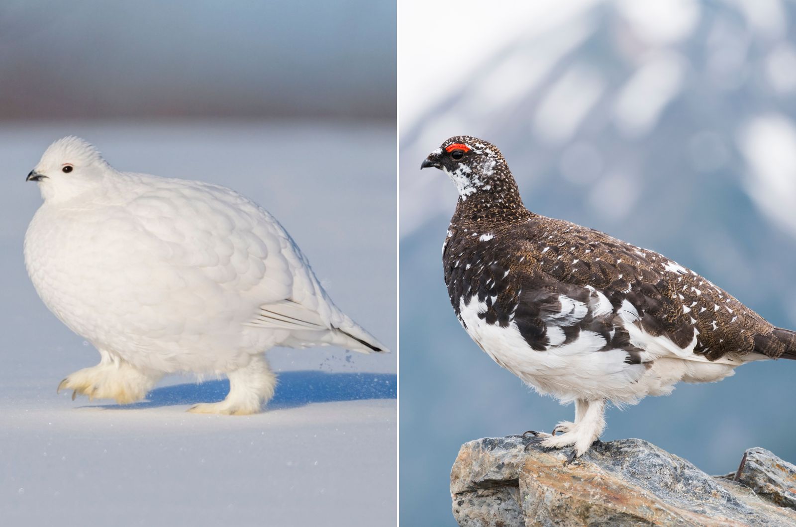 ptarmigan