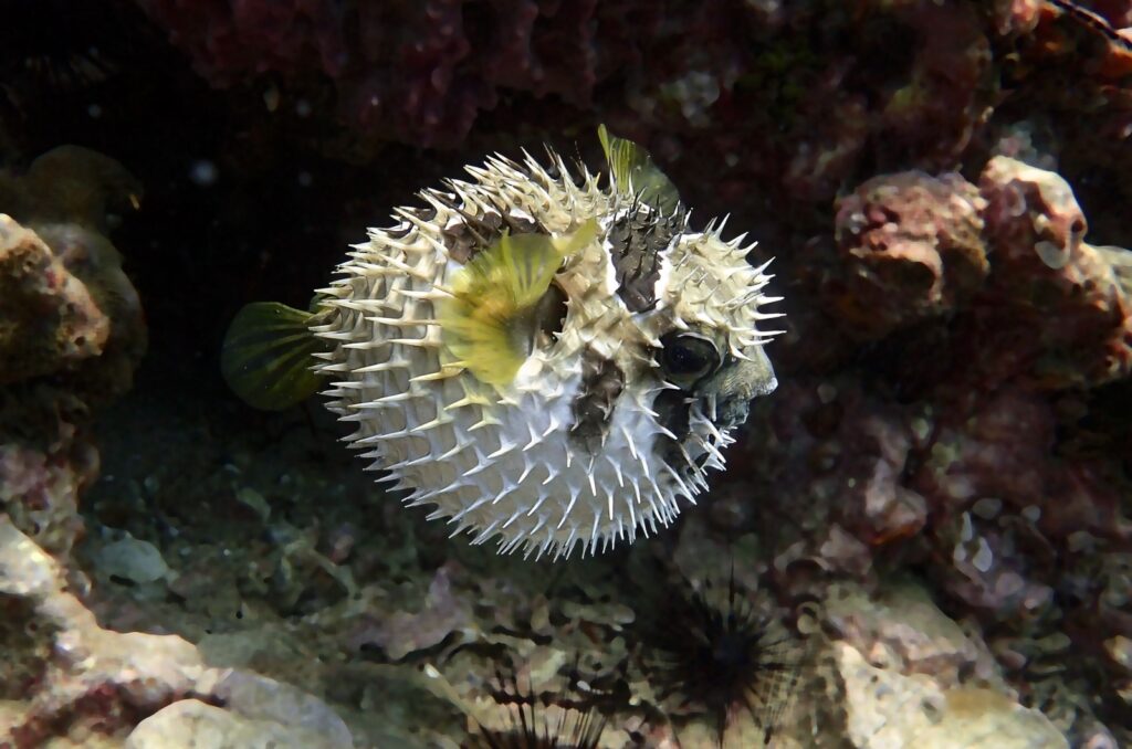 pufferfish