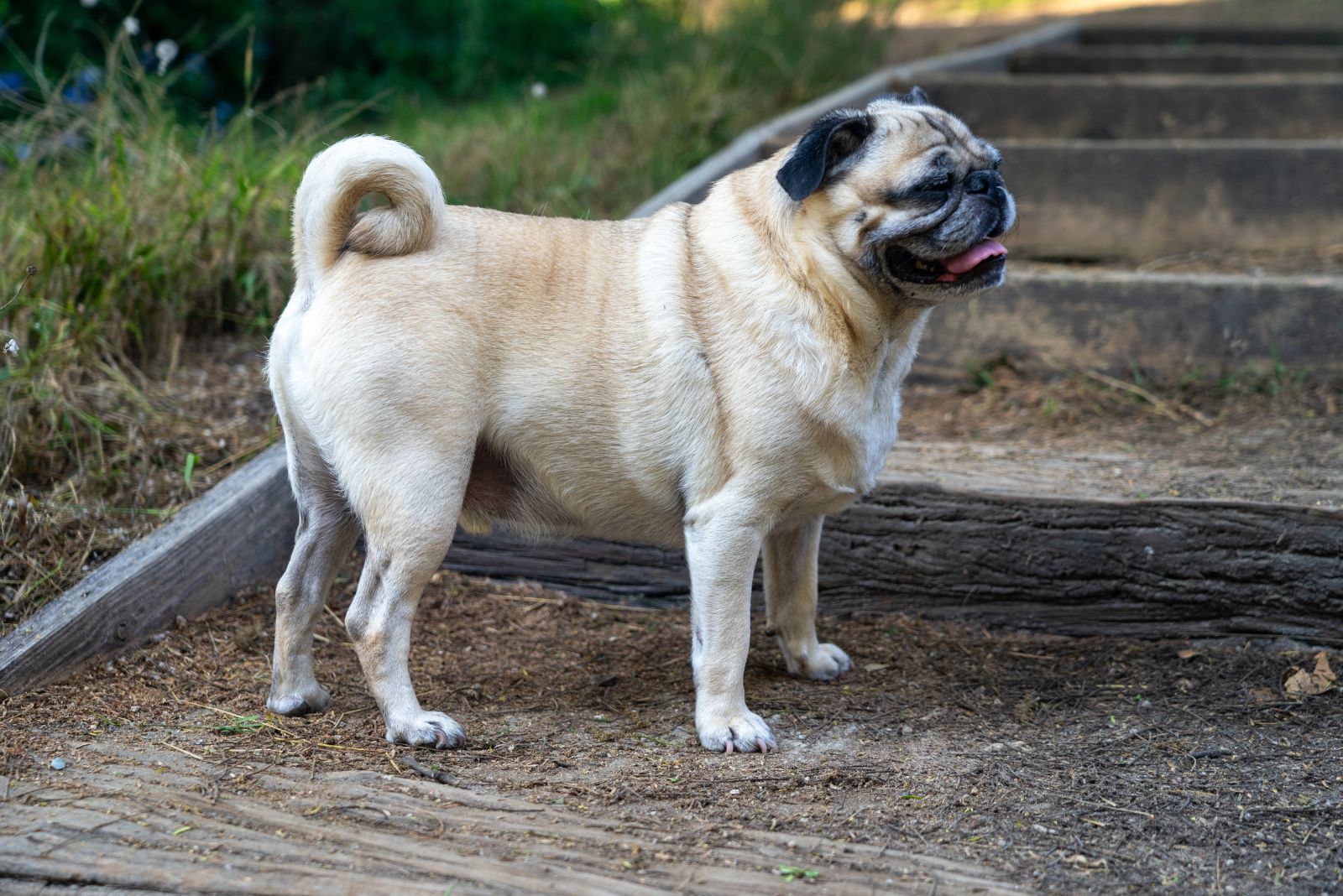 pug dog