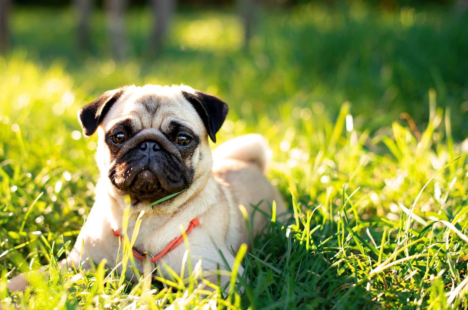 pug in grass