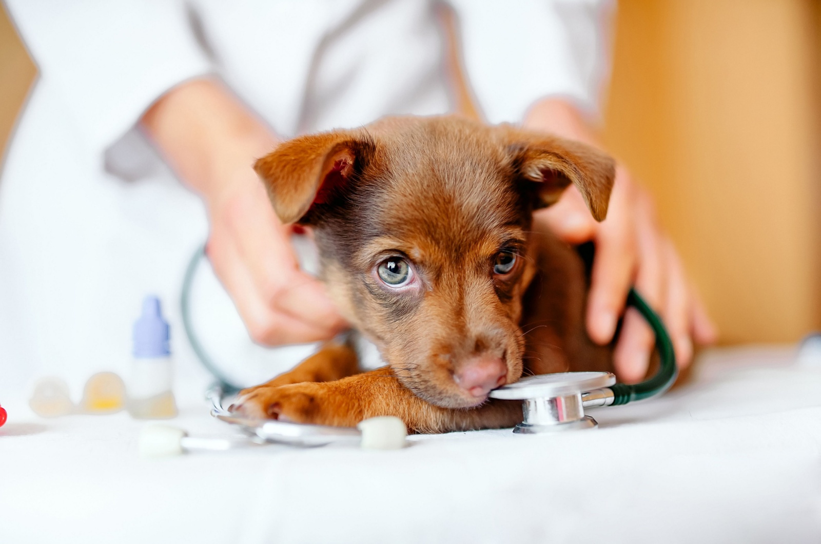 puppy at vet's office