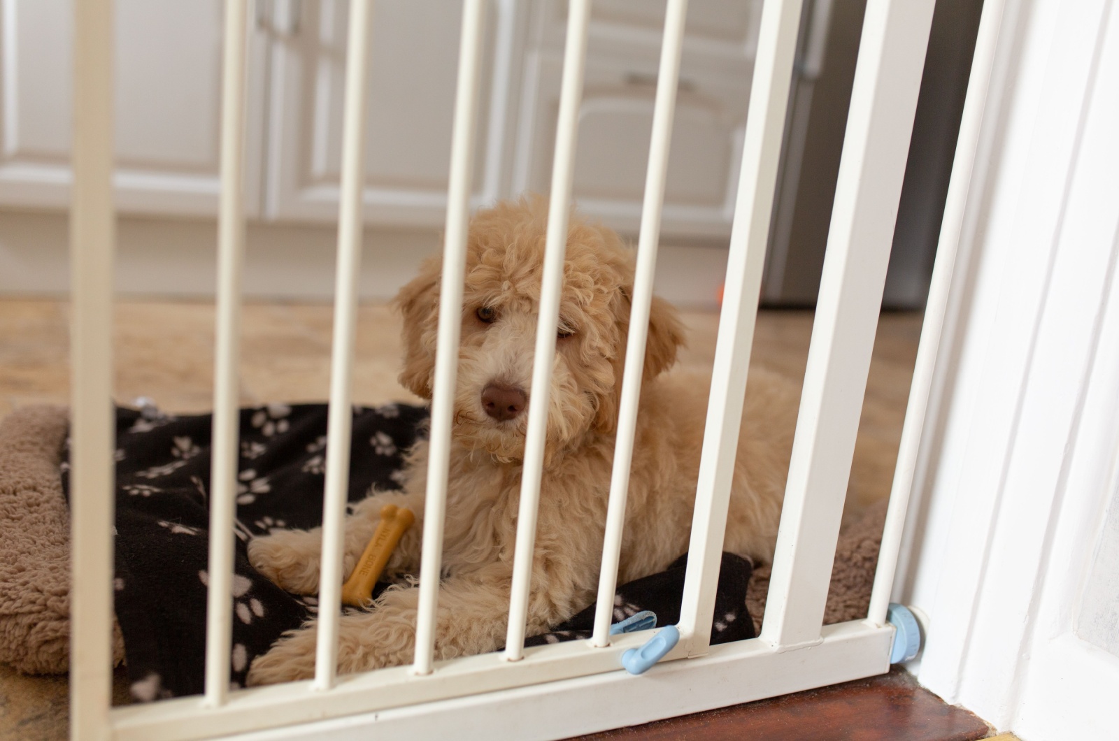 puppy behind a gate