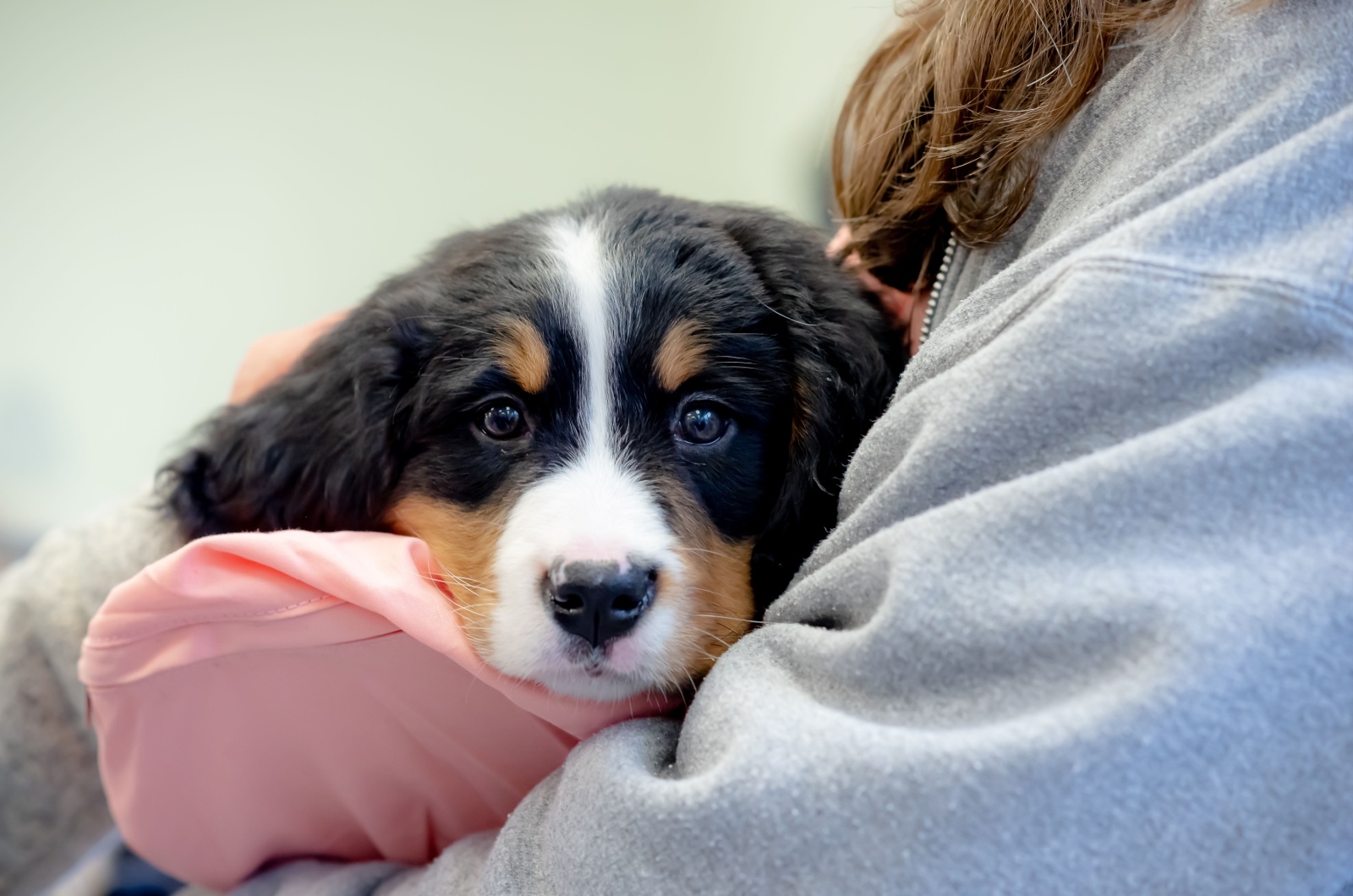 puppy bernese