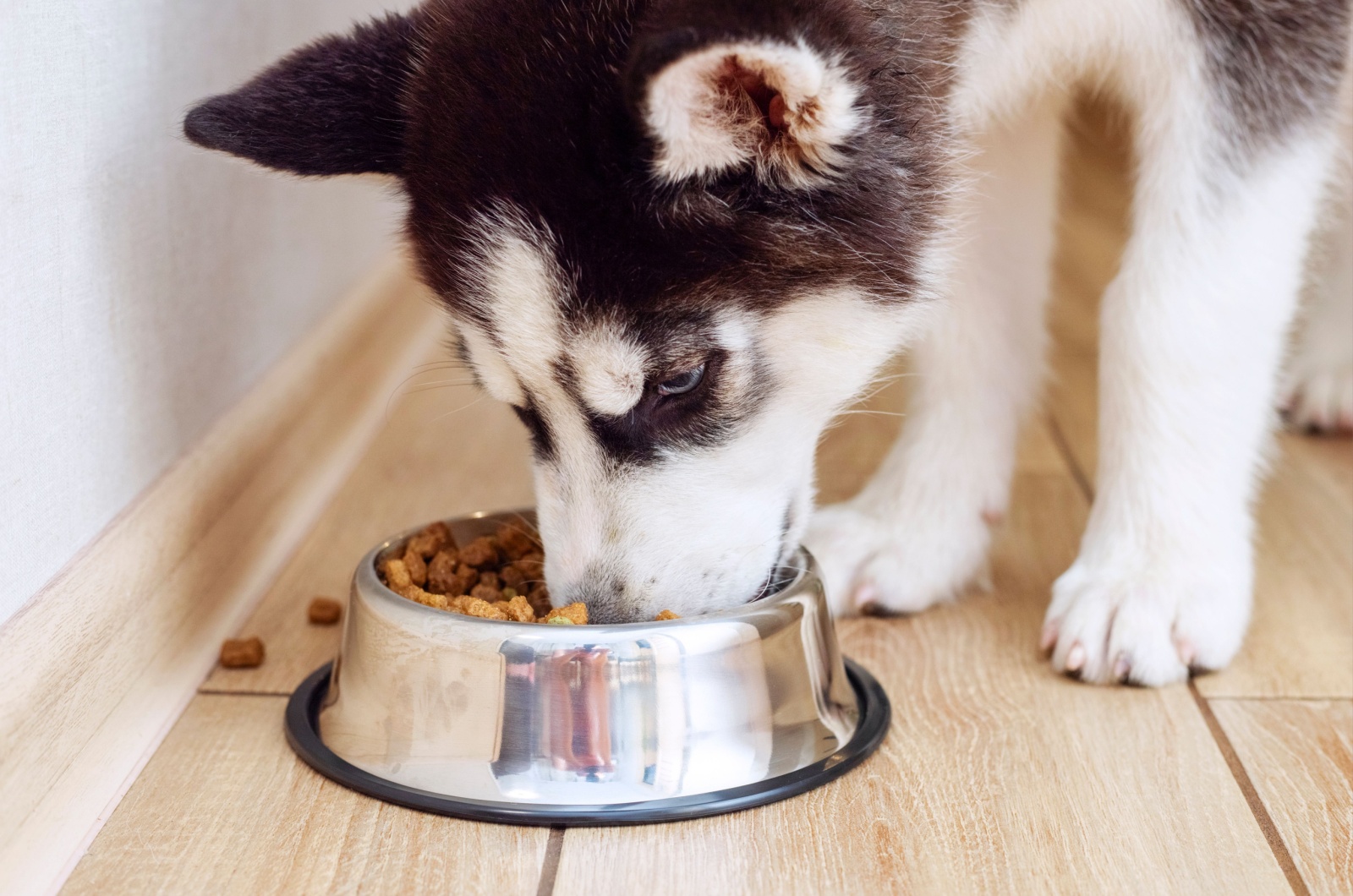 puppy eating