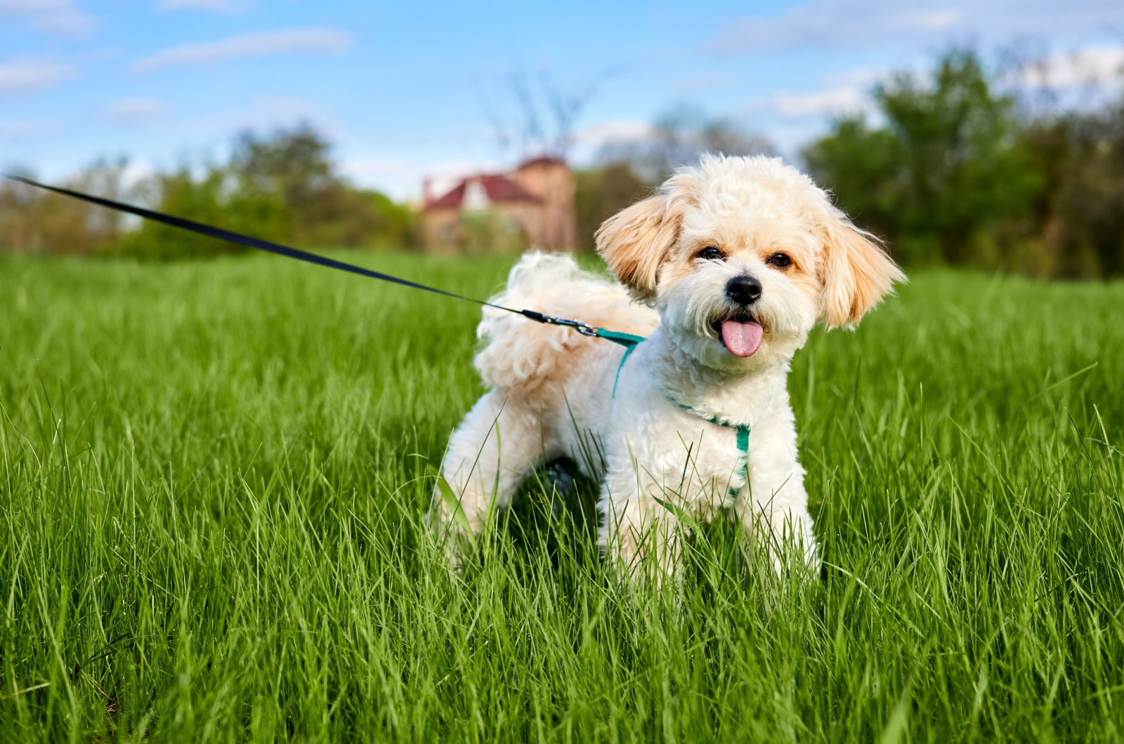 puppy on a leash