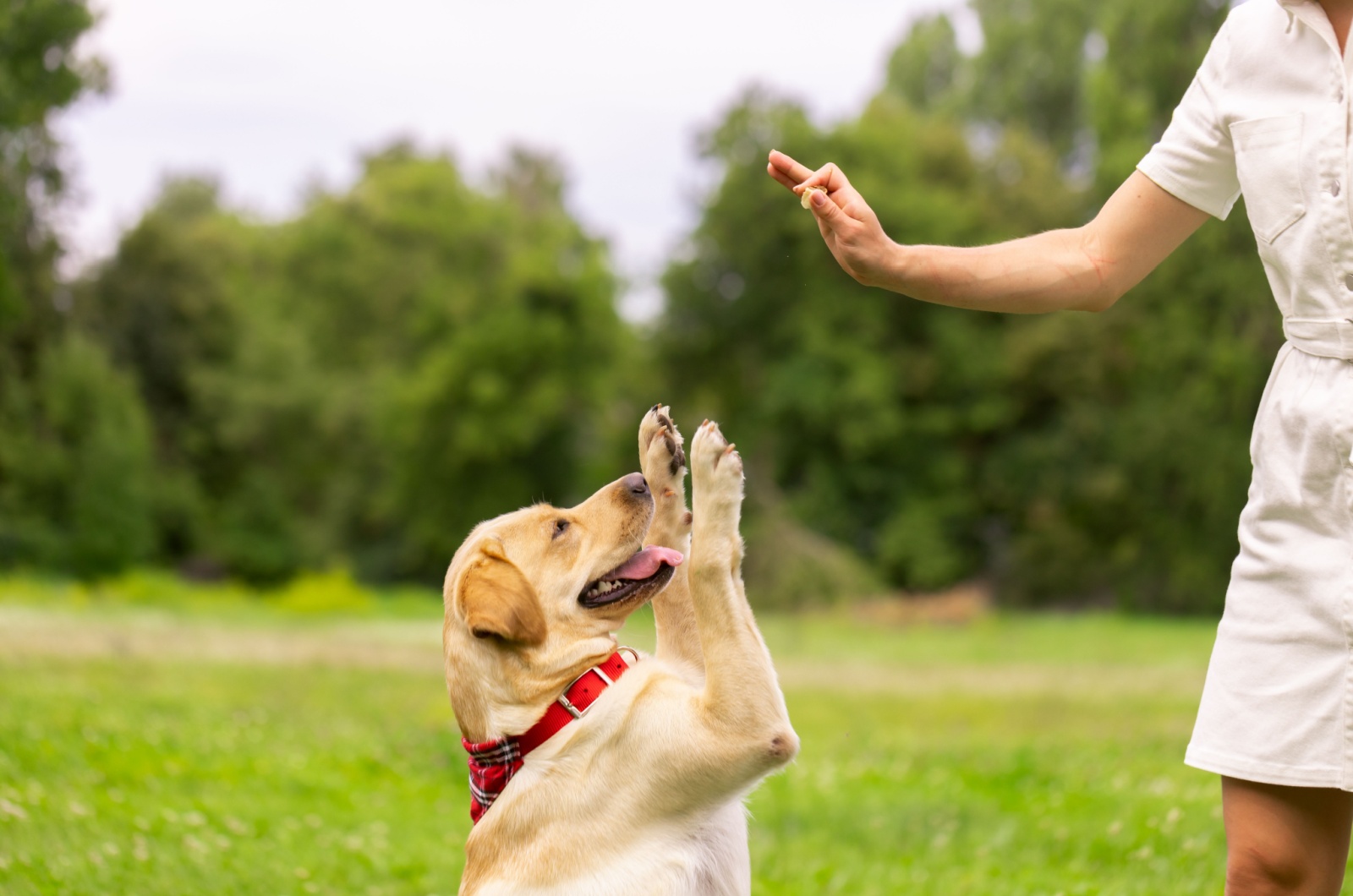 puppy reaching for a treat