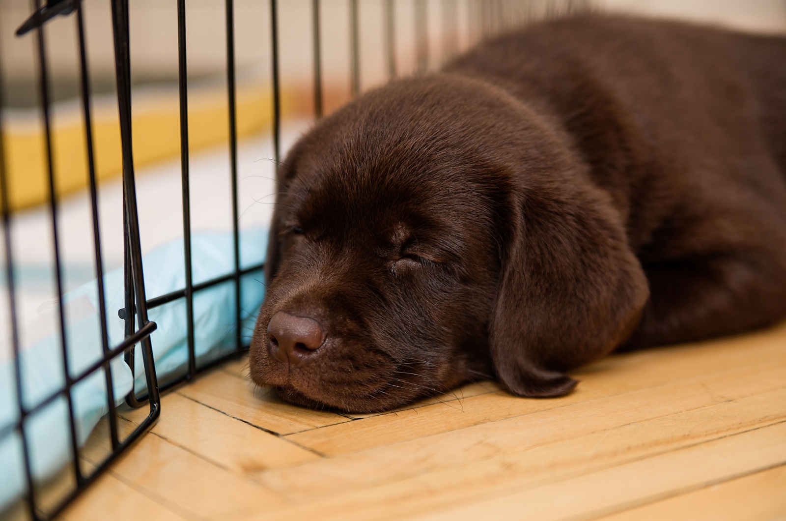 puppy sleeping