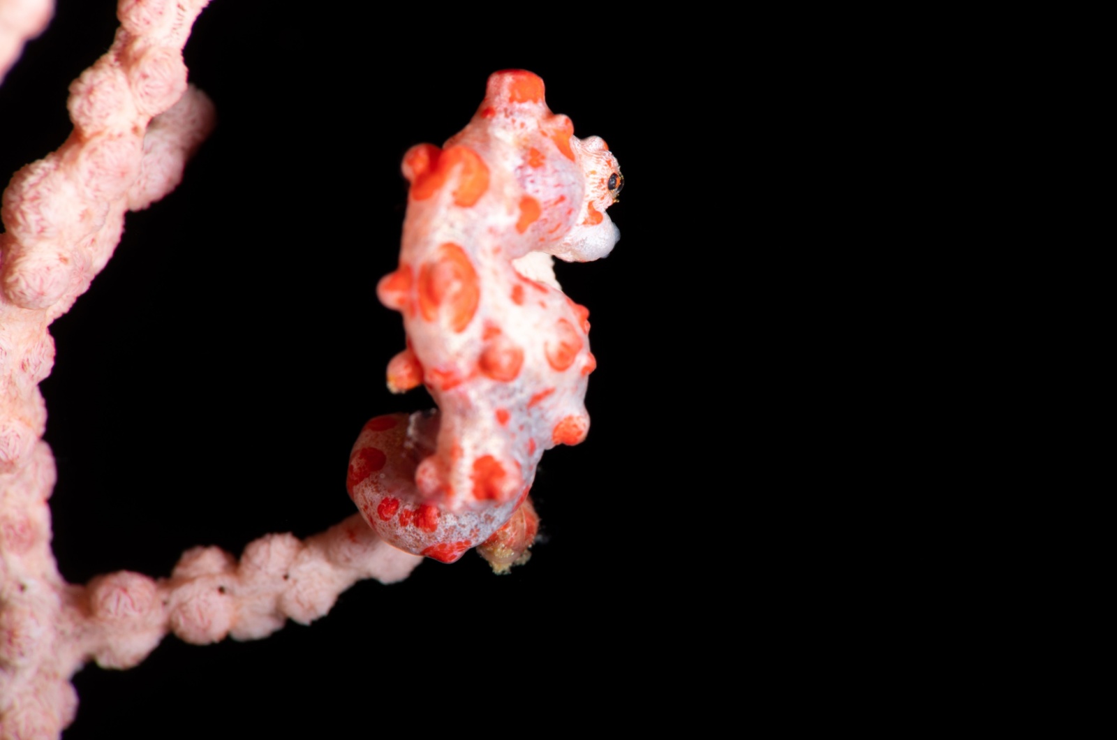 pygmy seahorse