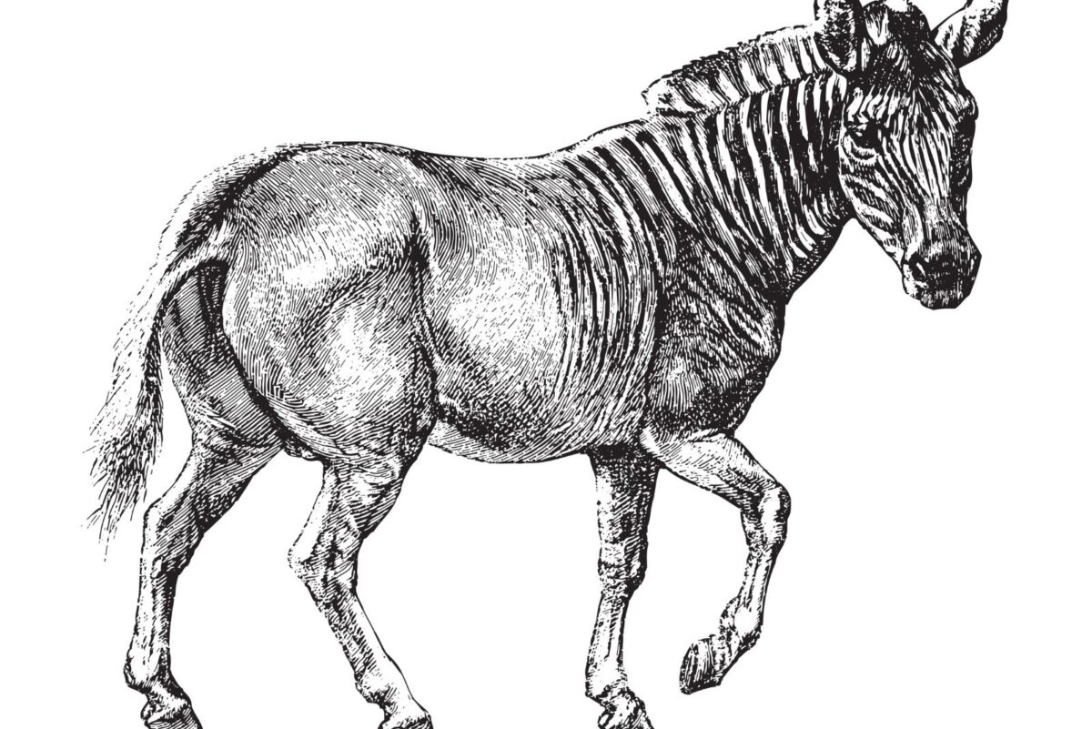 13 Extinct Animals Scientists Are Trying To Bring Back