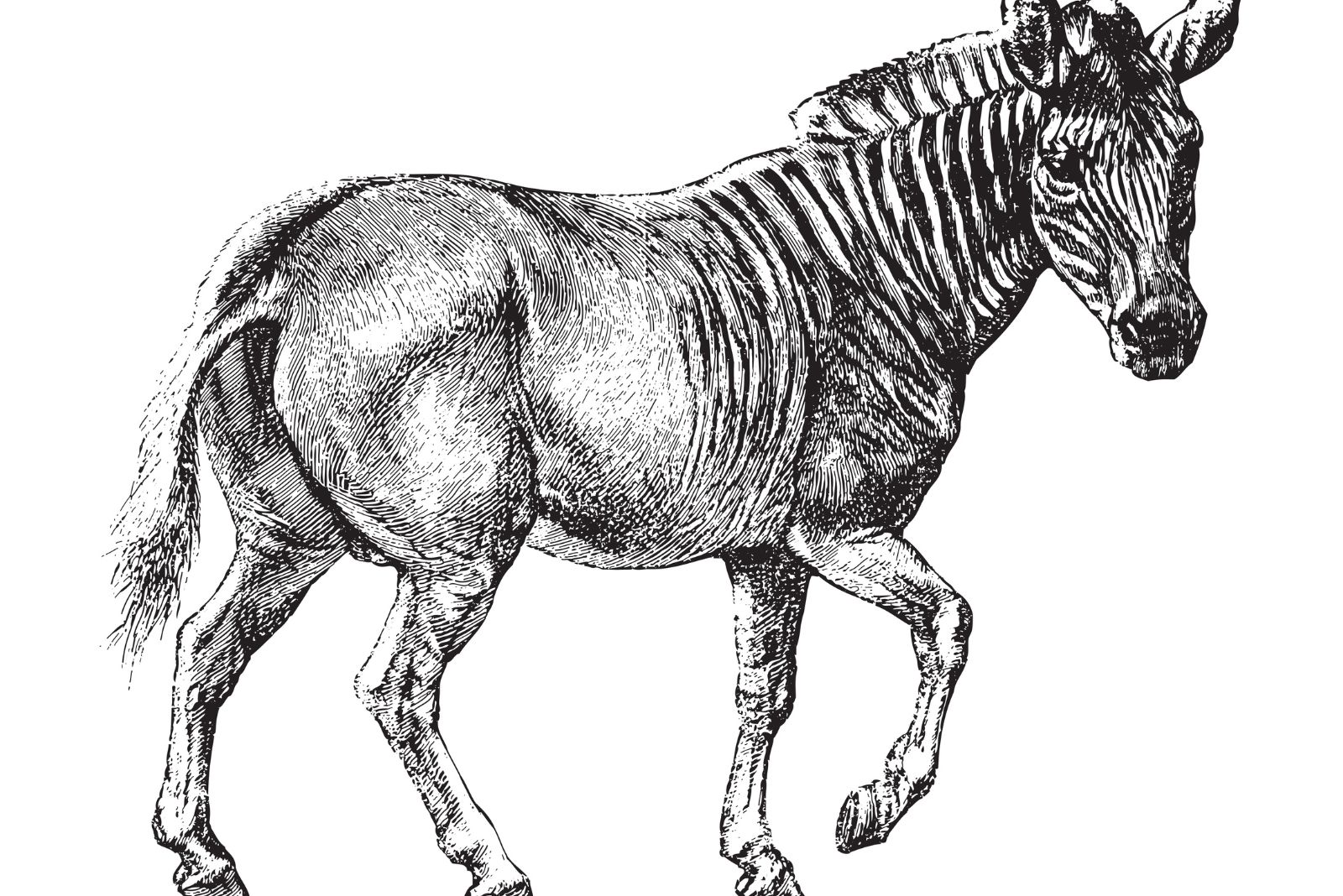 quagga