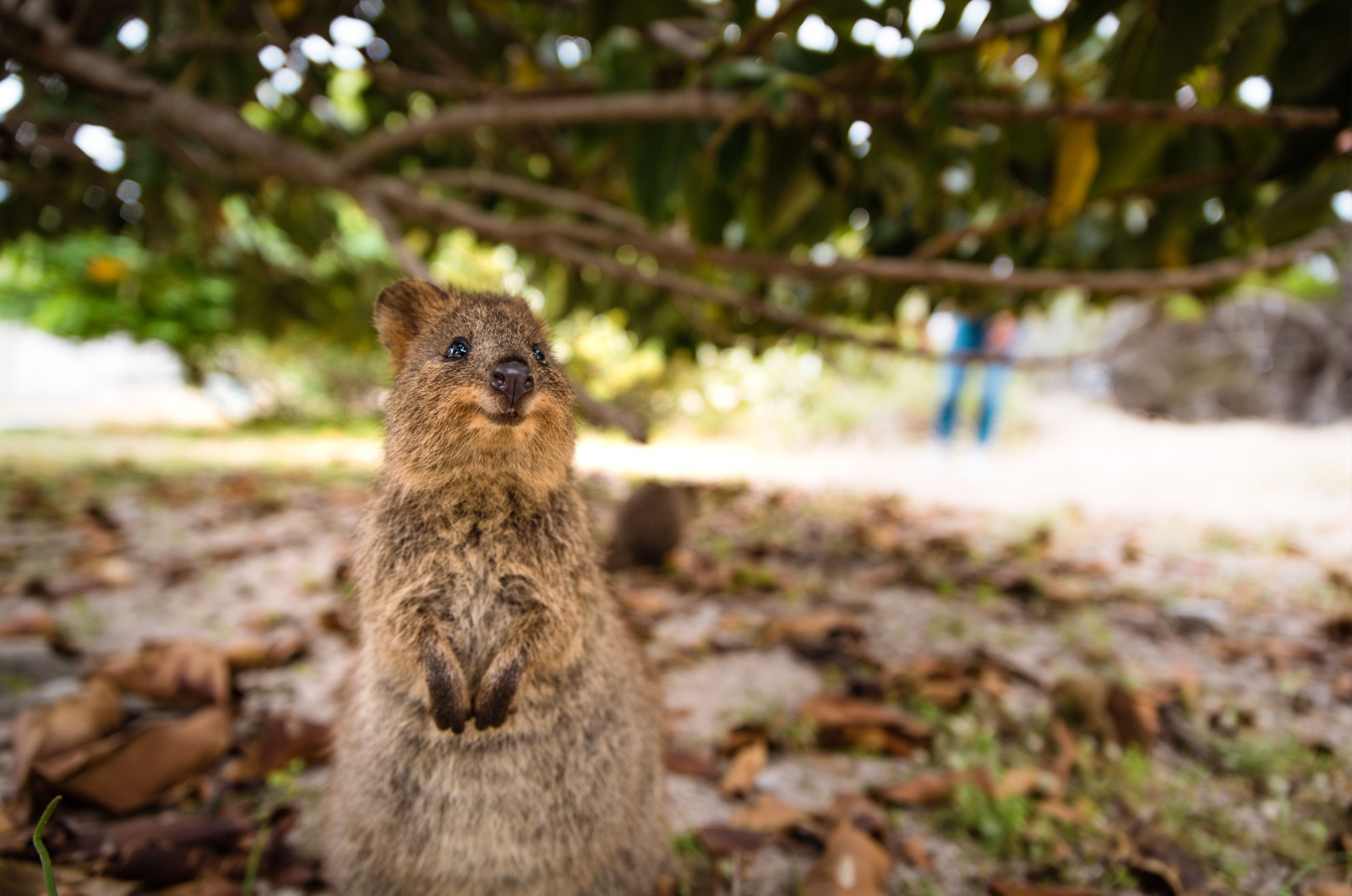 quokka