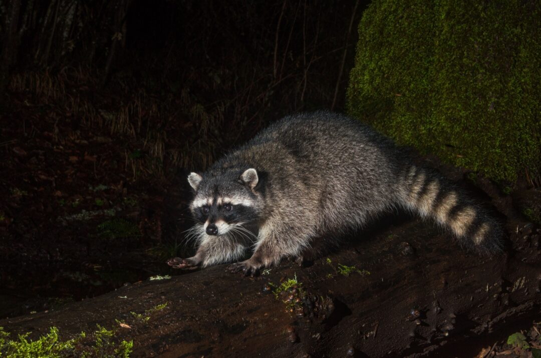 11 Amazing Animals That See Perfectly In The Dark