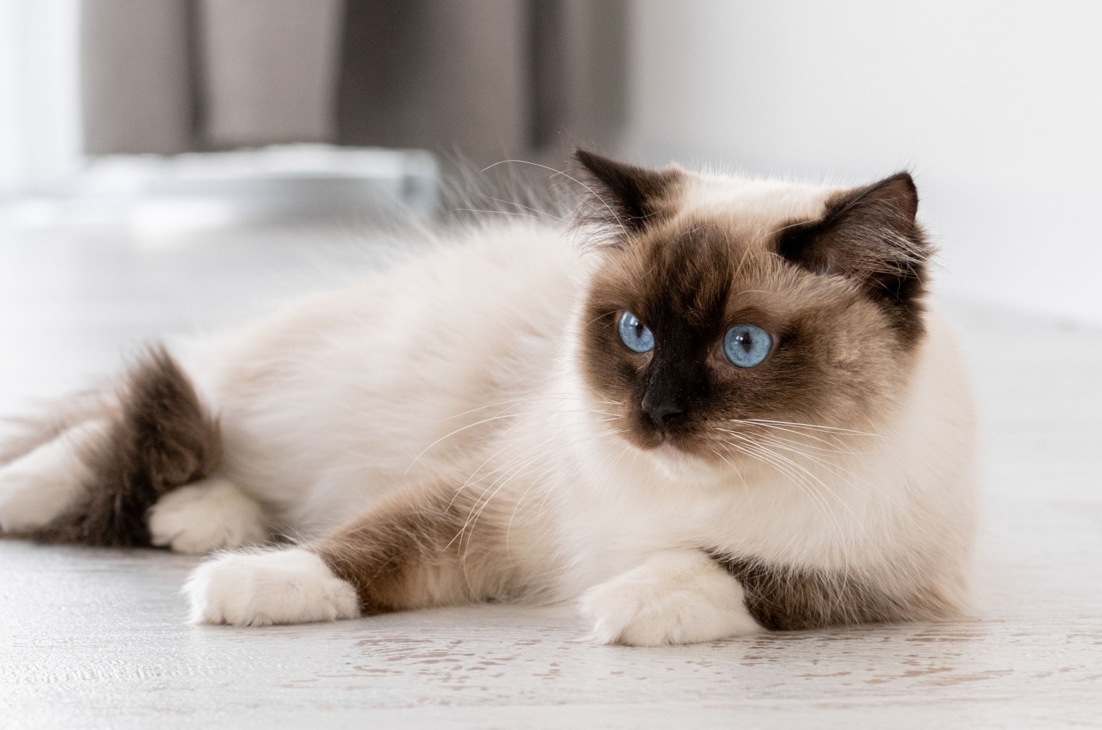 ragdoll cat lying on the floor