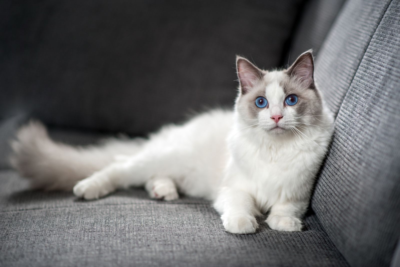 ragdoll cat lying