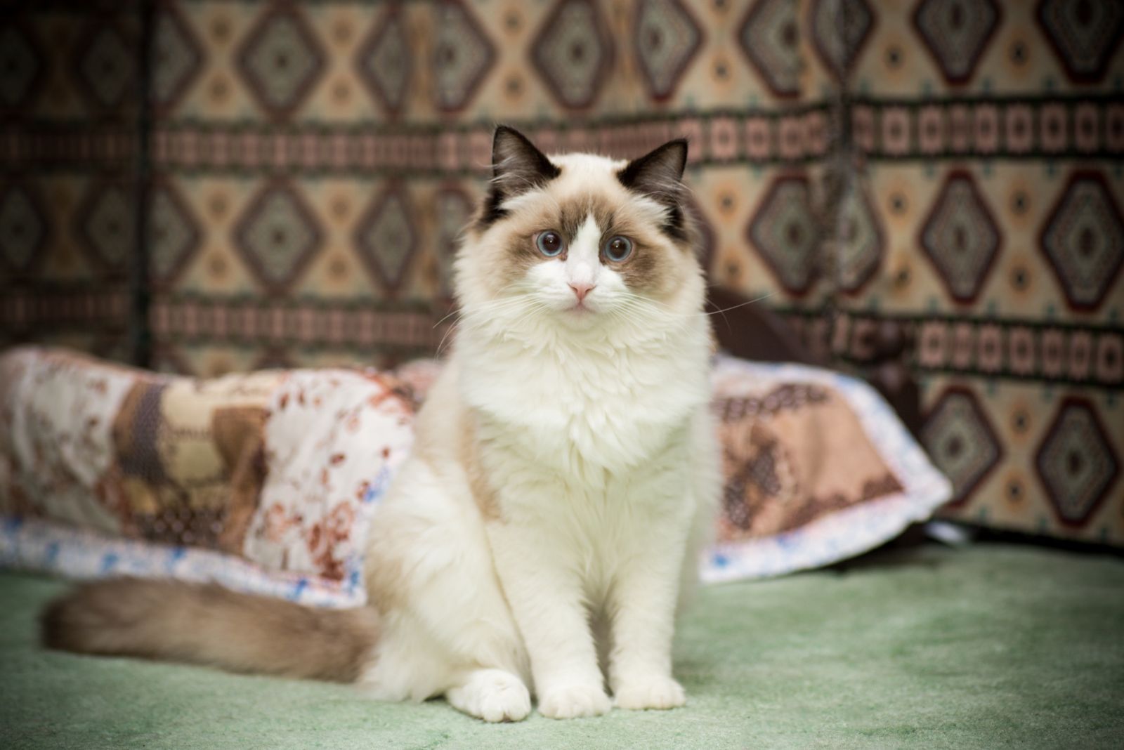 ragdoll sitting