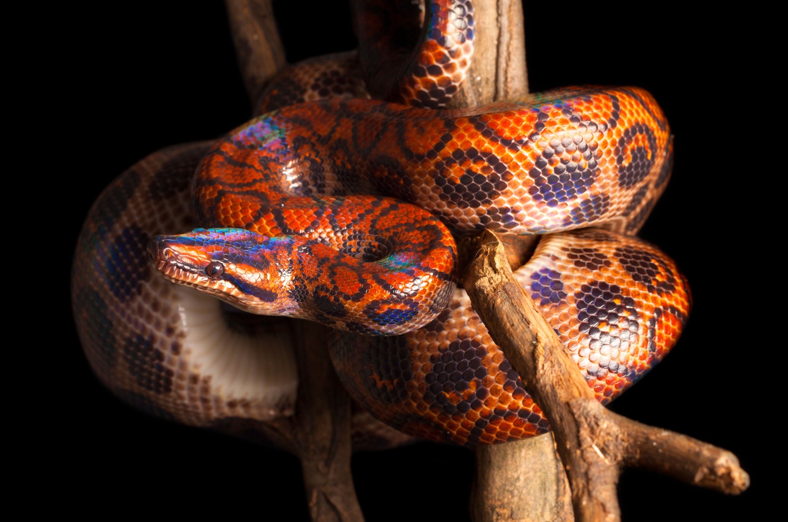 rainbow boa