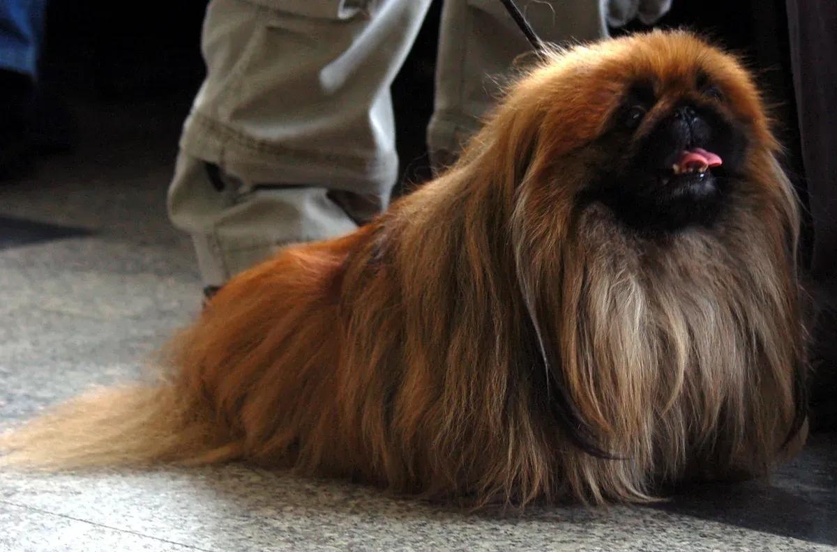 red brindle pekingese