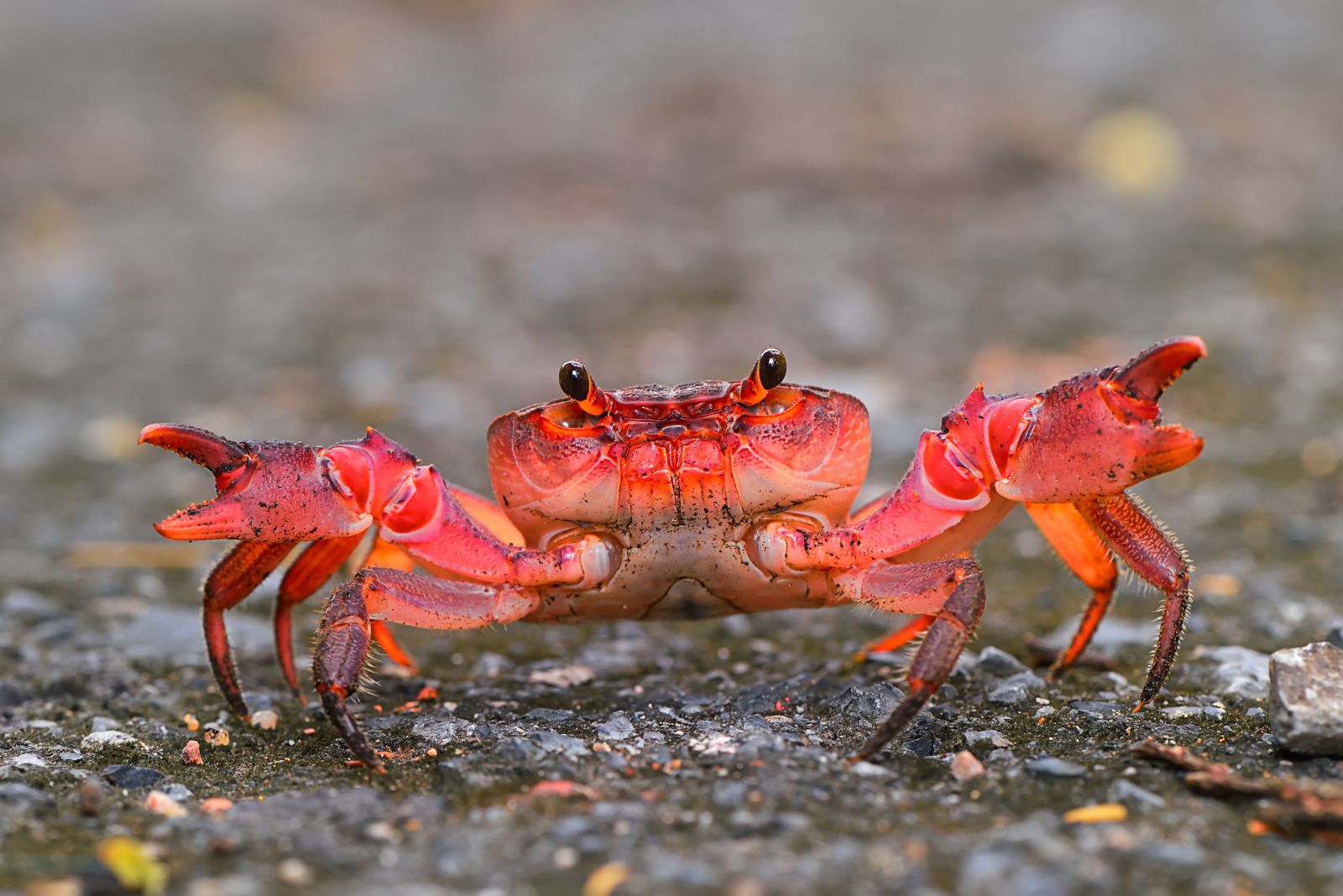 red crab