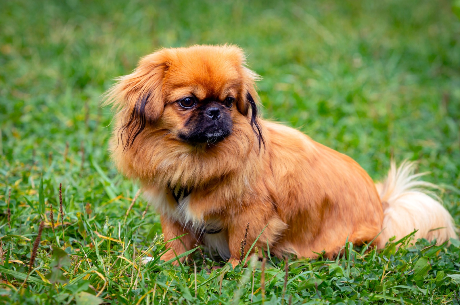 red pekingese