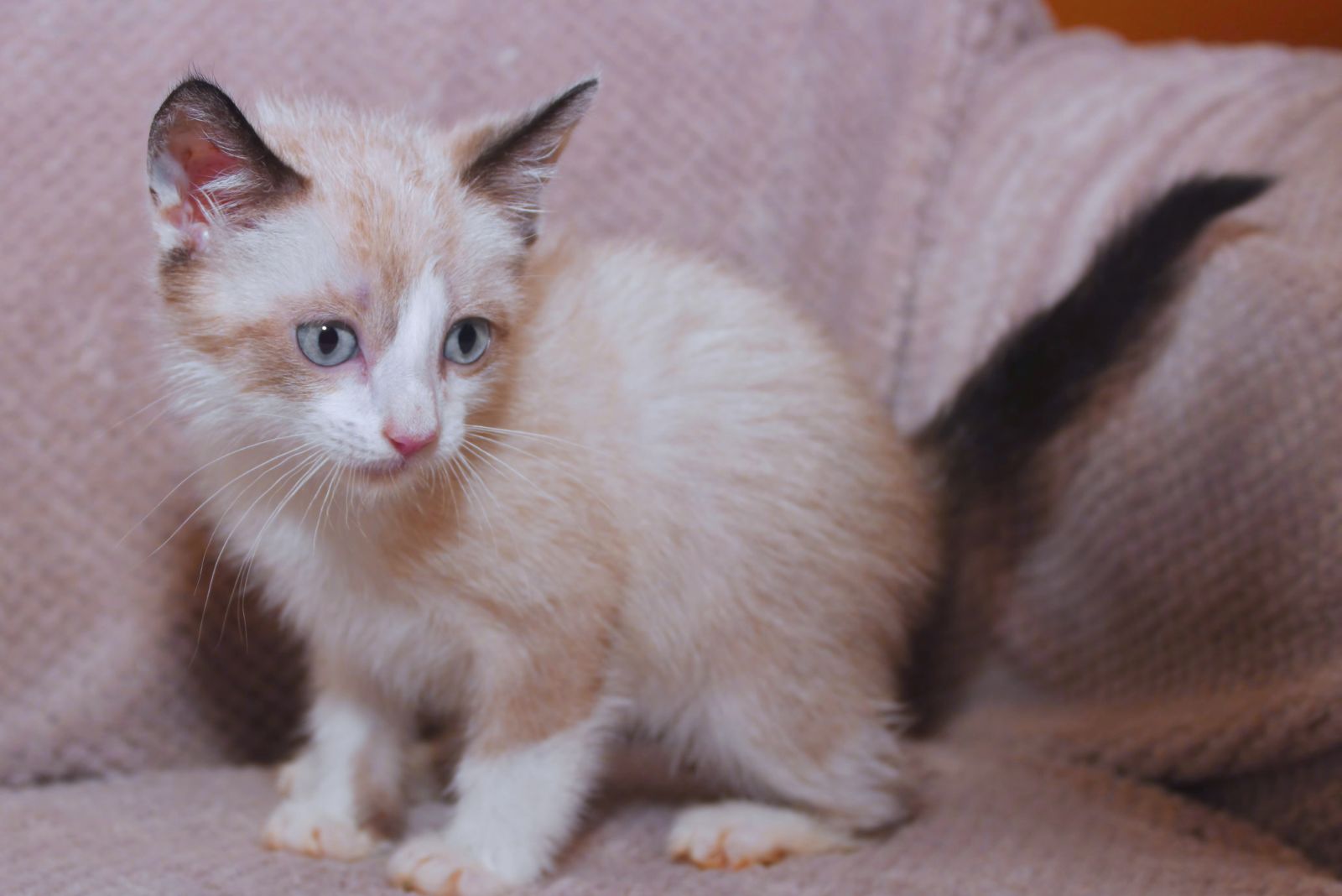 red point snowshoe cat