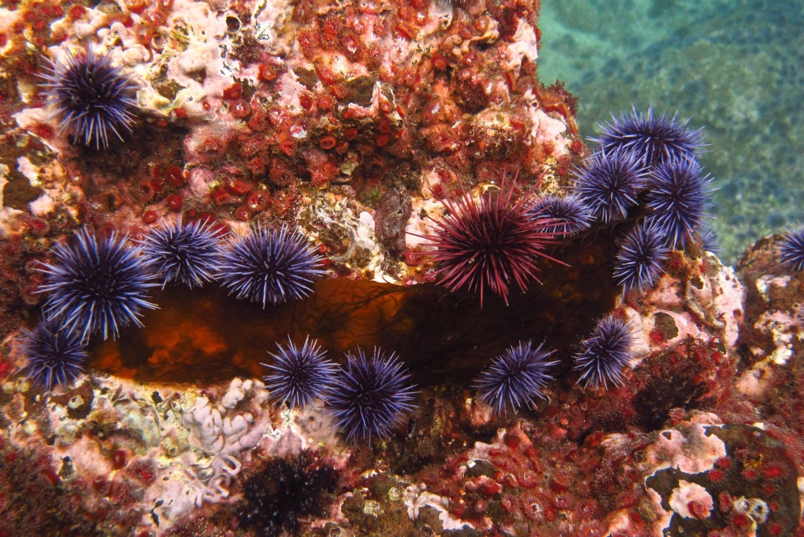 red sea urchin