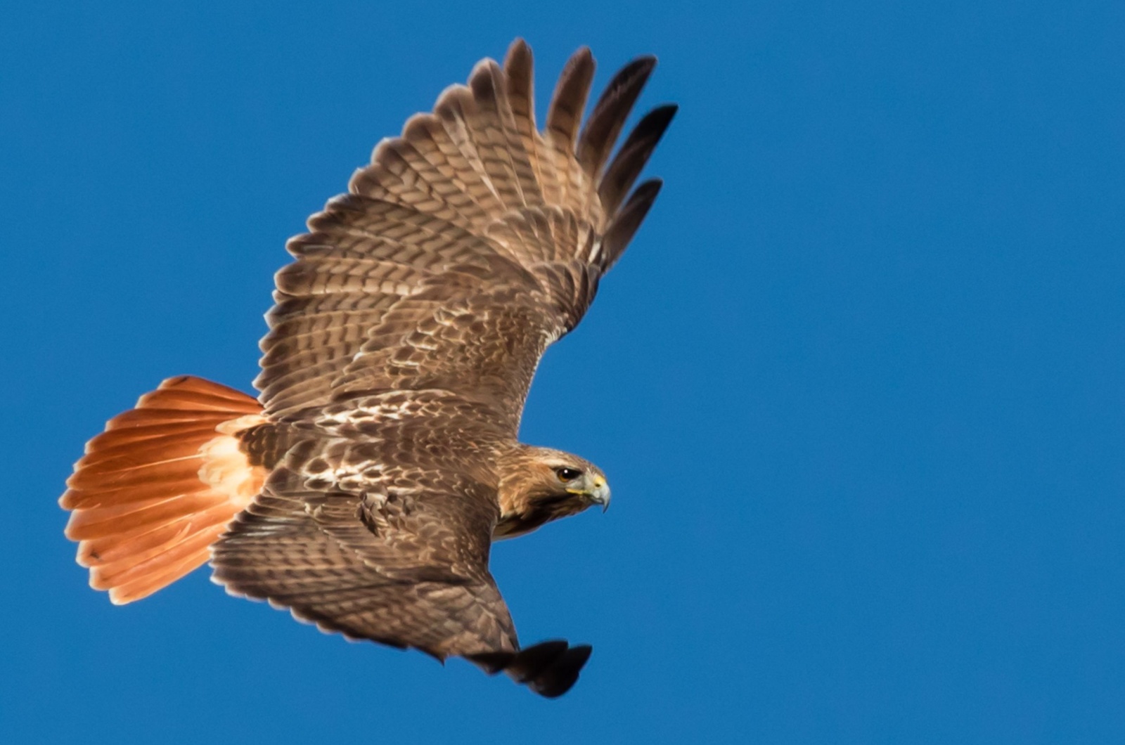 red tailed hawk